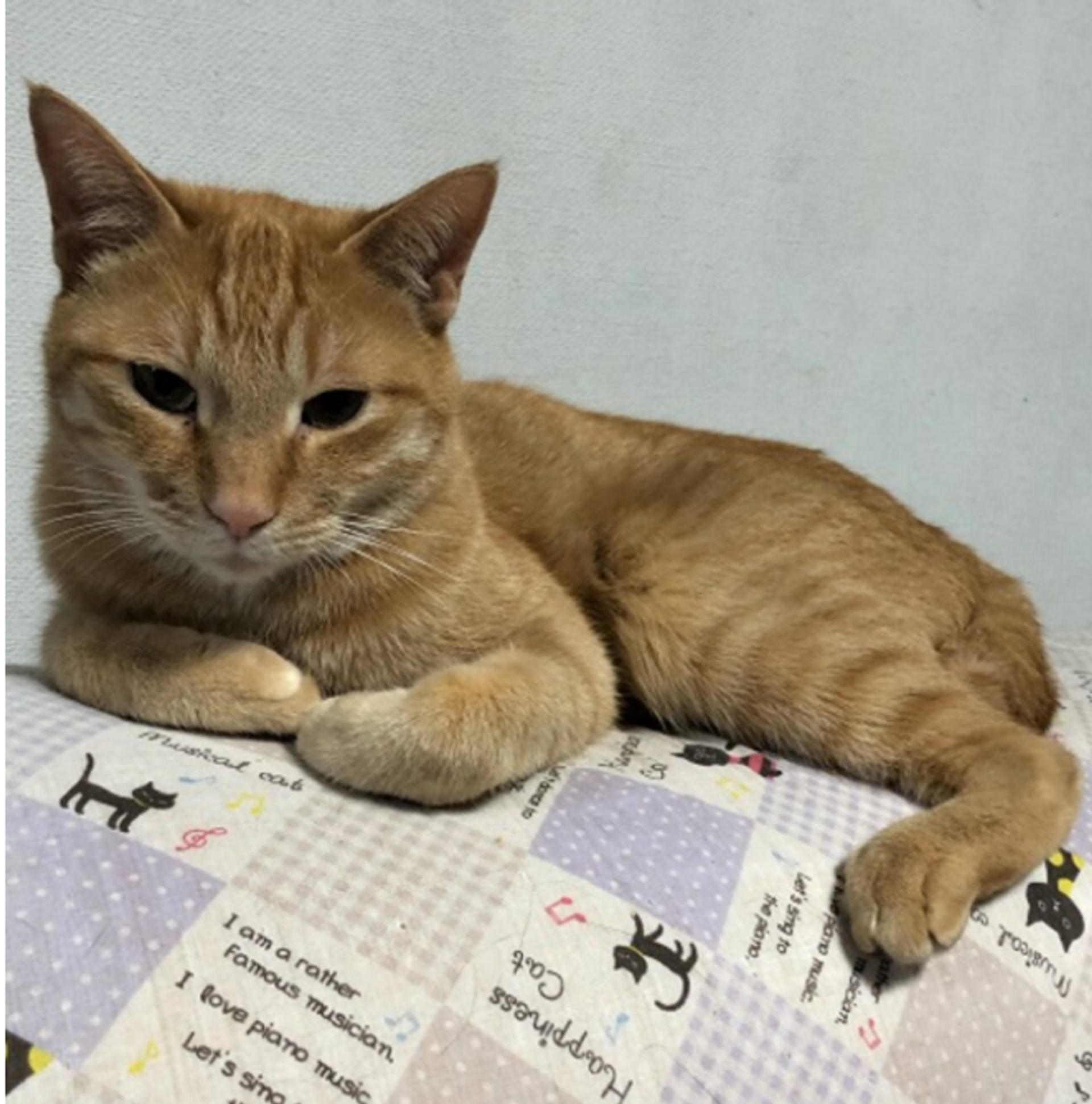 pet-image-2
