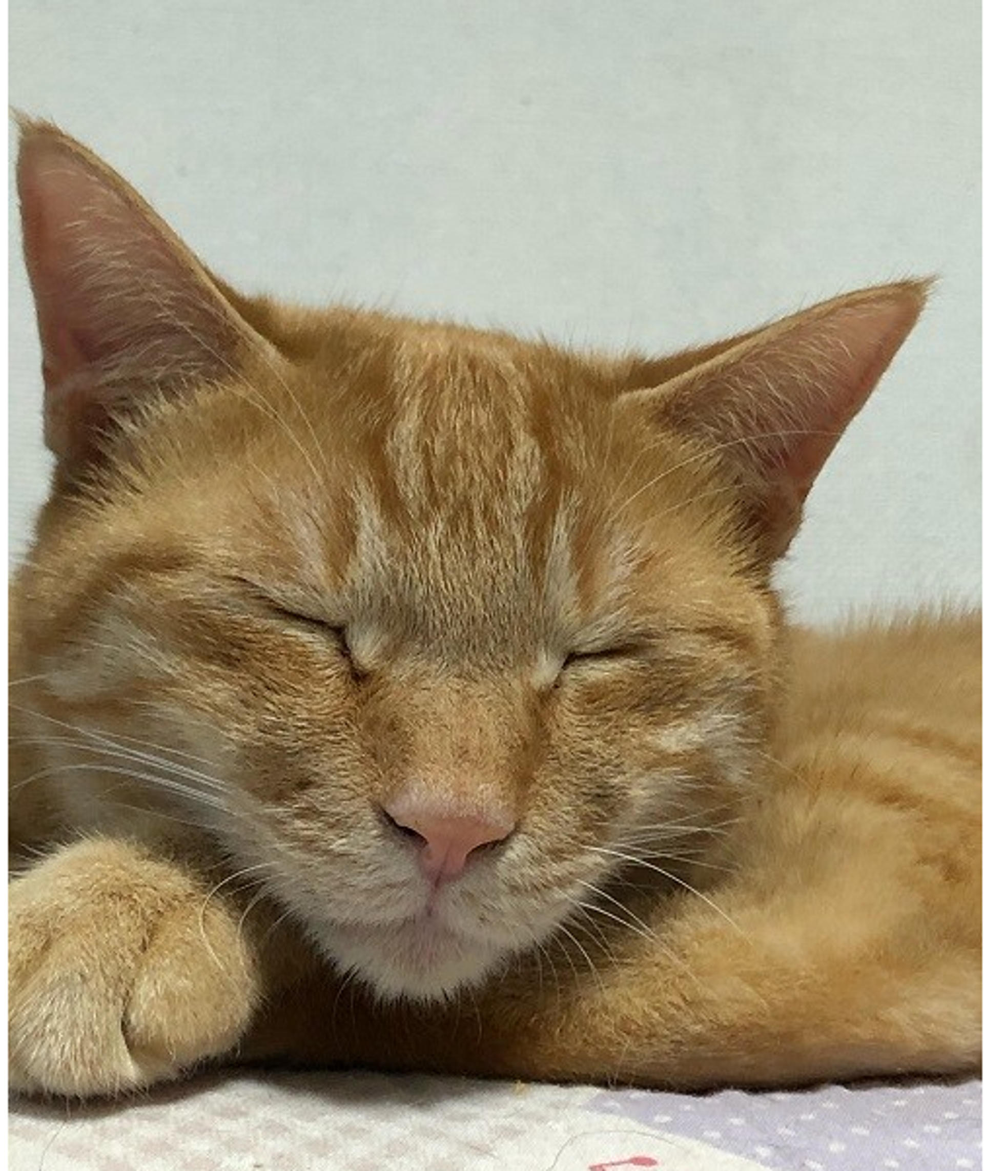 pet-image-4