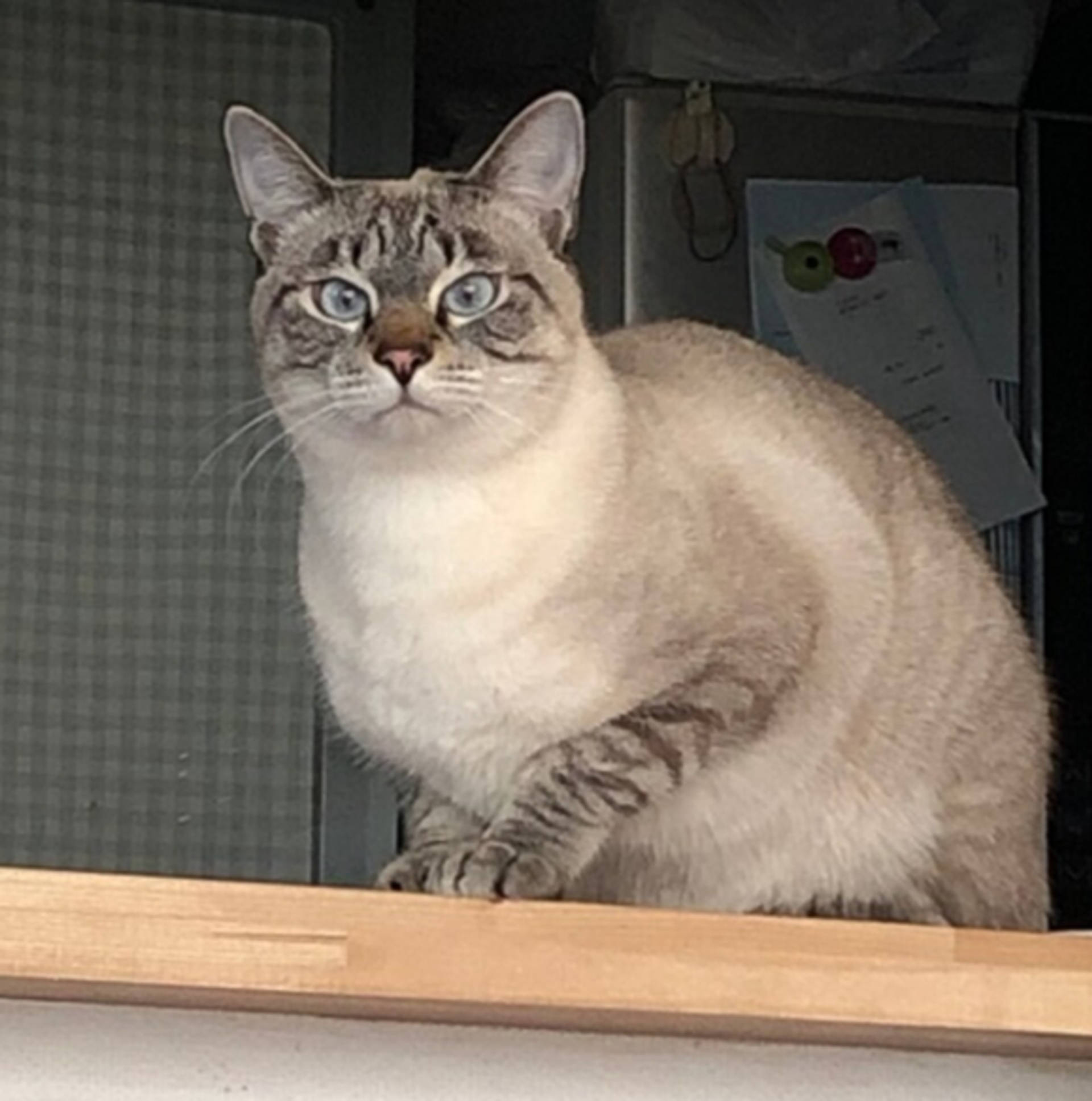 雑種（ミックス猫）・オスの里親募集の写真
