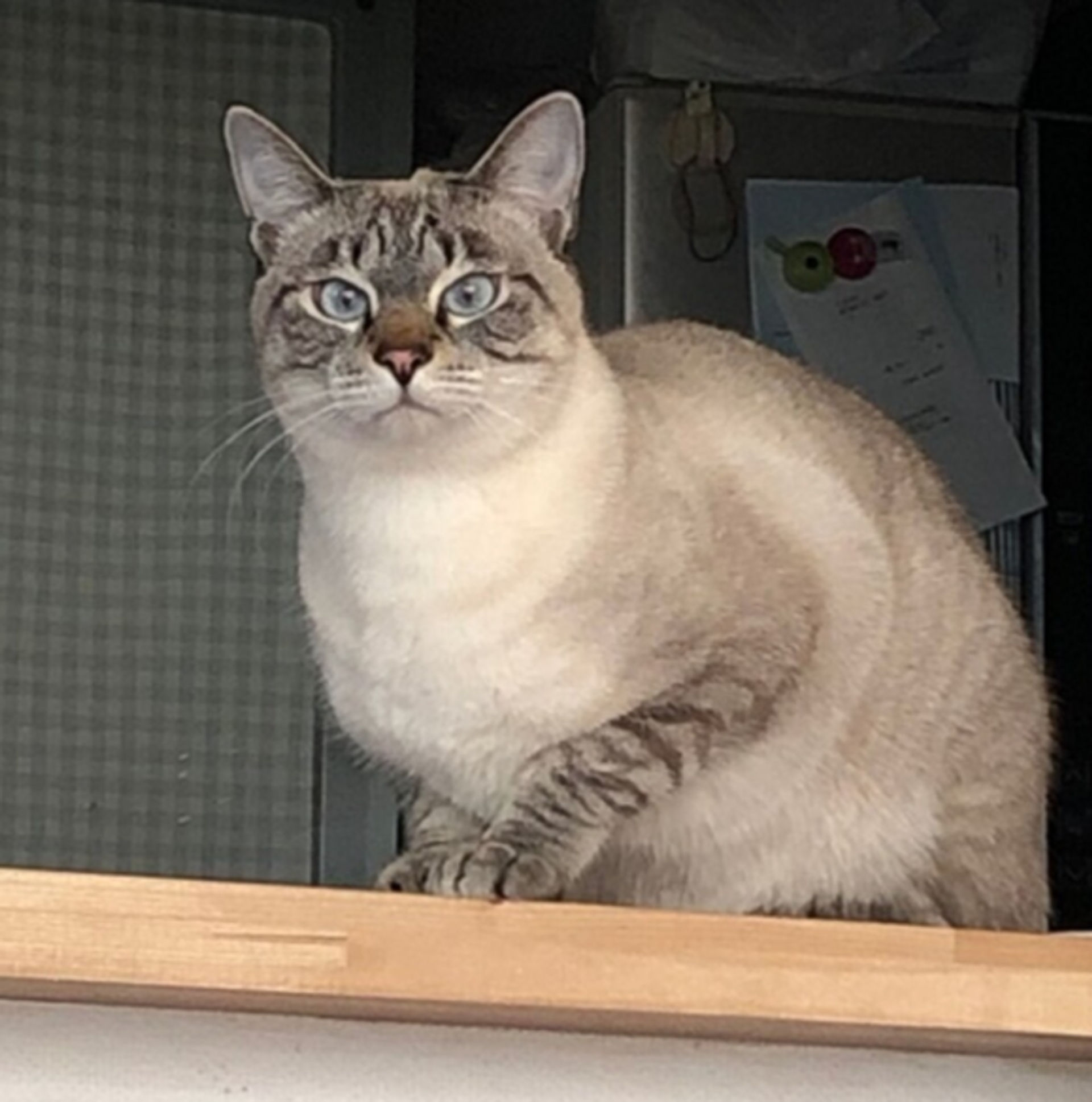 雑種（ミックス猫）・オスの里親募集の写真