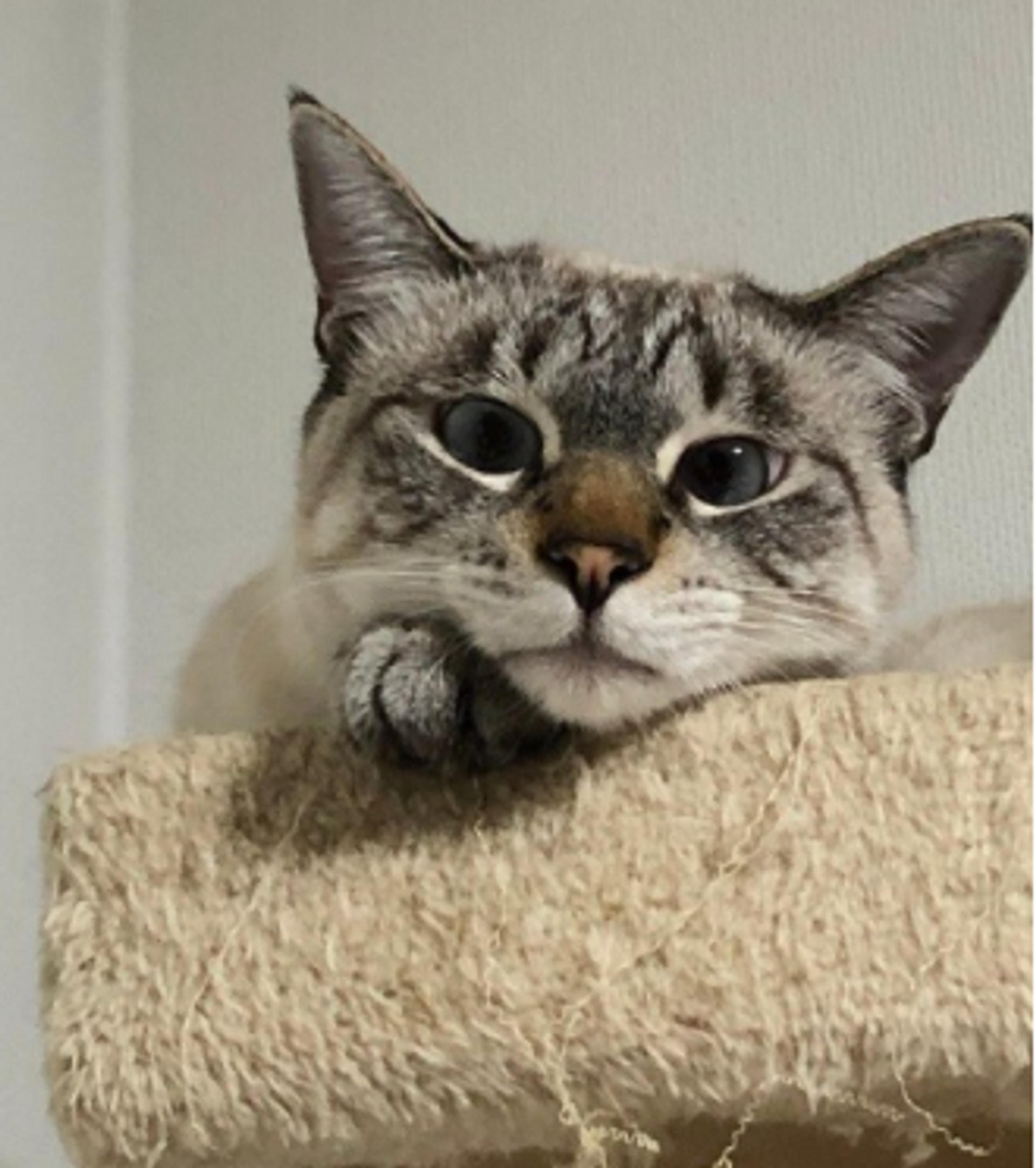pet-image-2