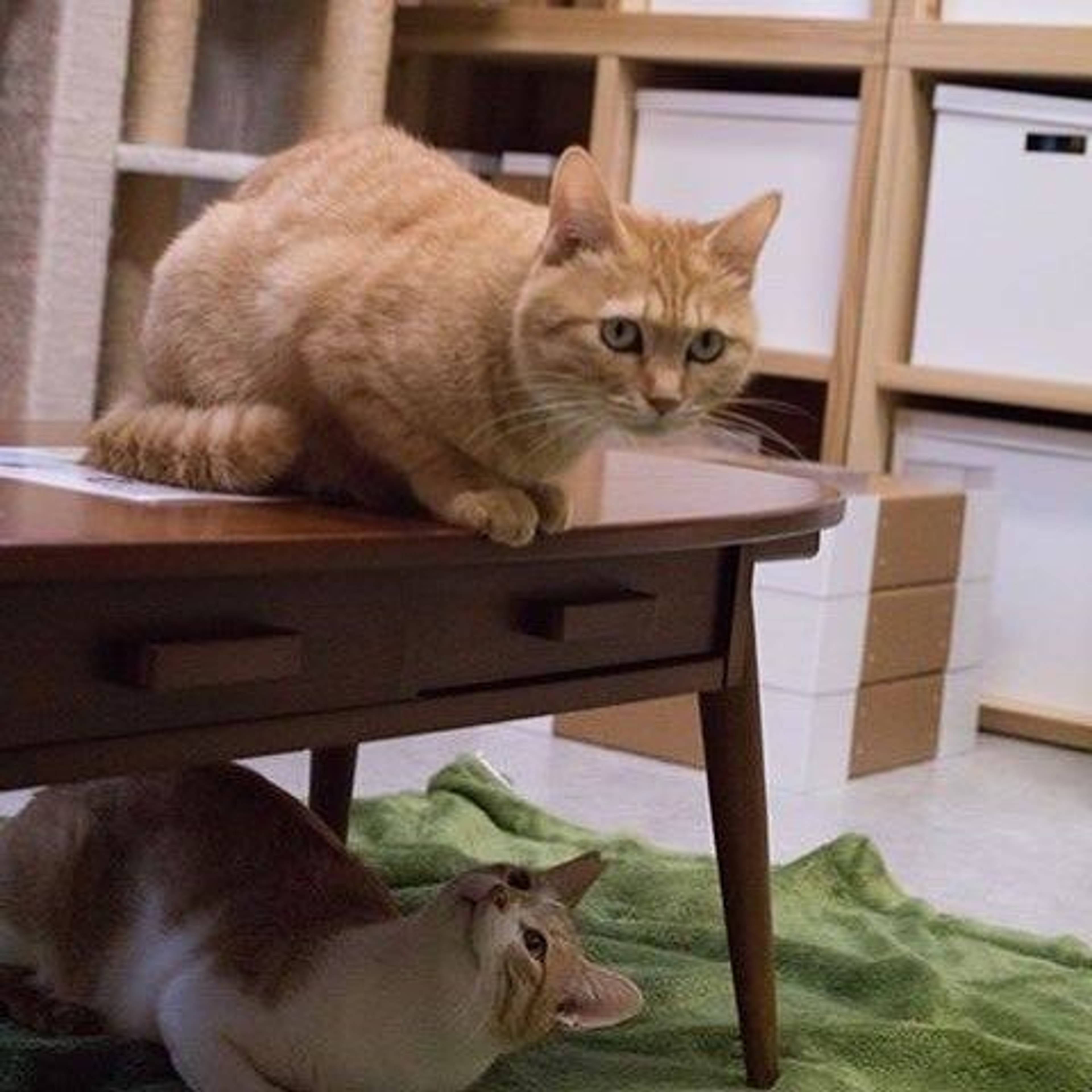 雑種（ミックス猫）・オスの里親募集の写真