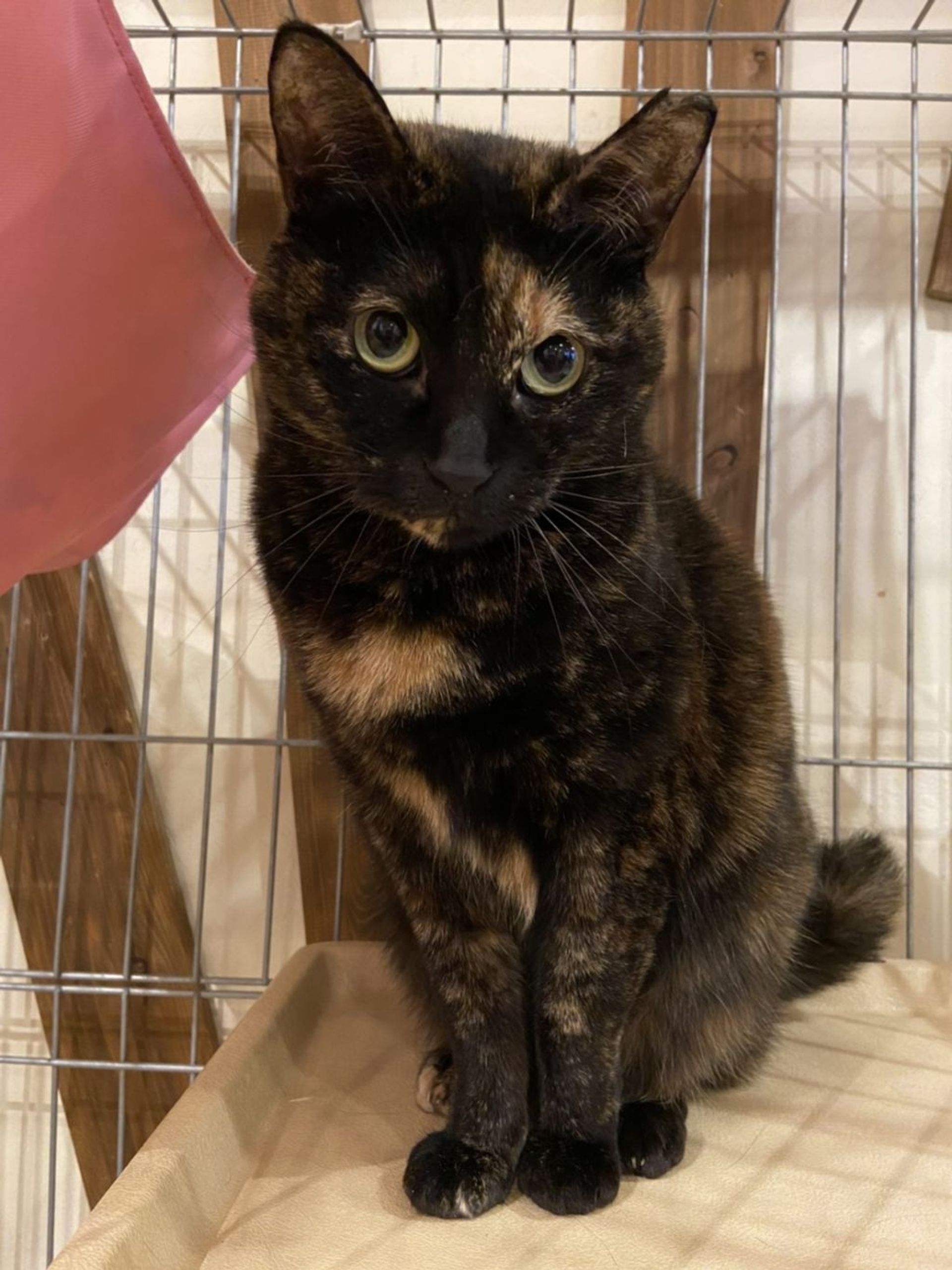 雑種（ミックス猫）・メスの里親募集の写真