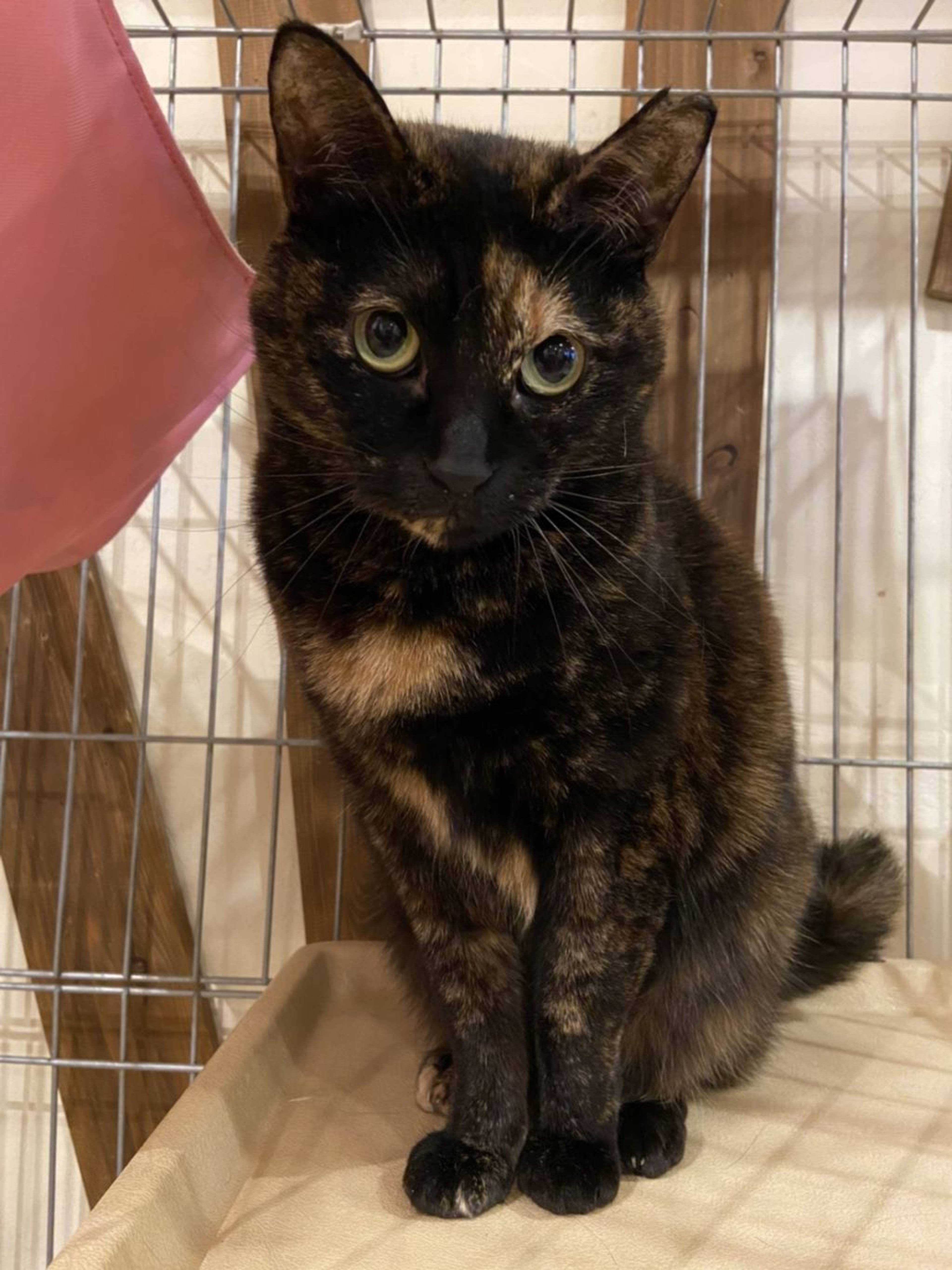 雑種（ミックス猫）・メスの里親募集の写真