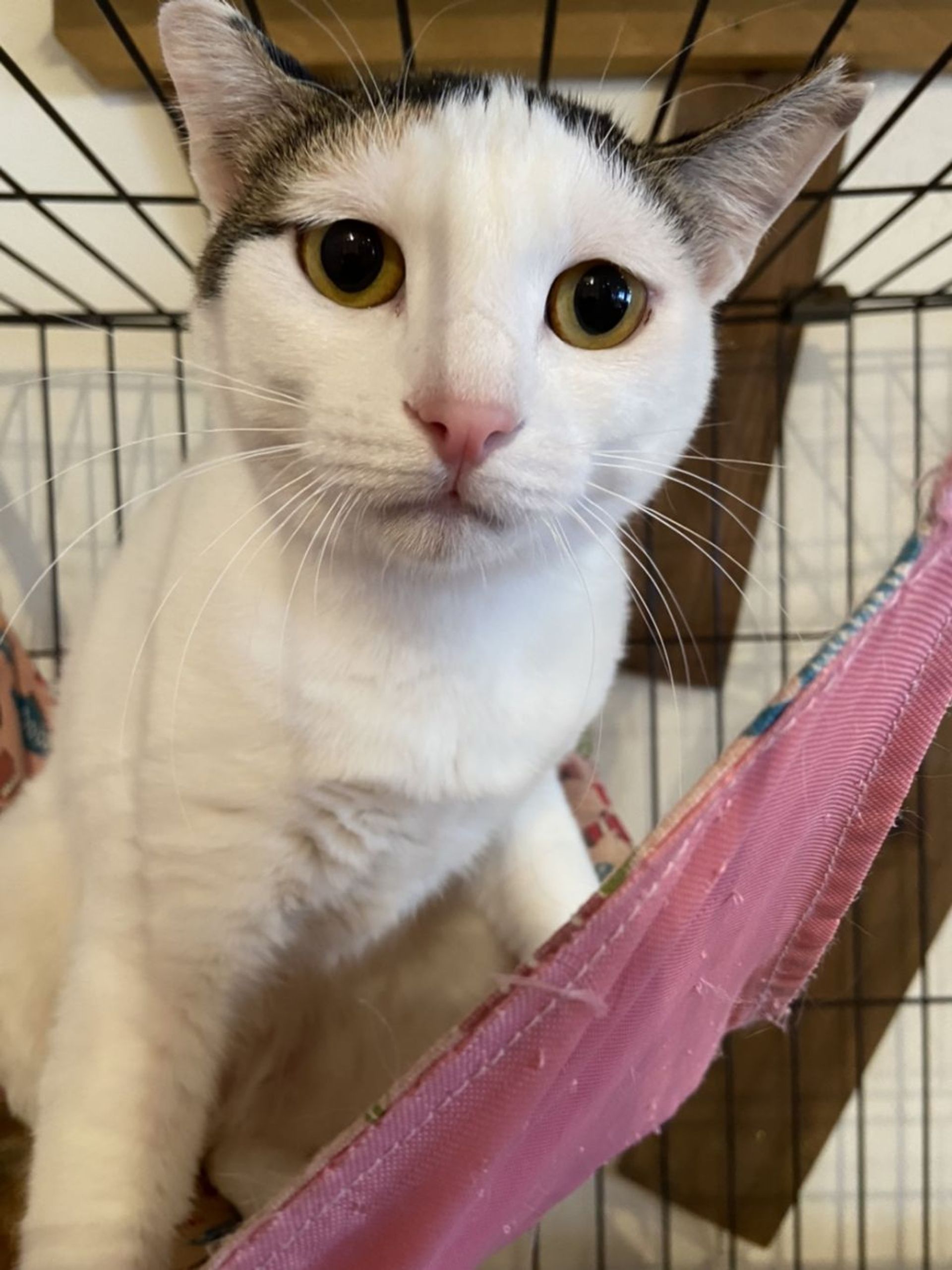 雑種（ミックス猫）・メスの里親募集の写真