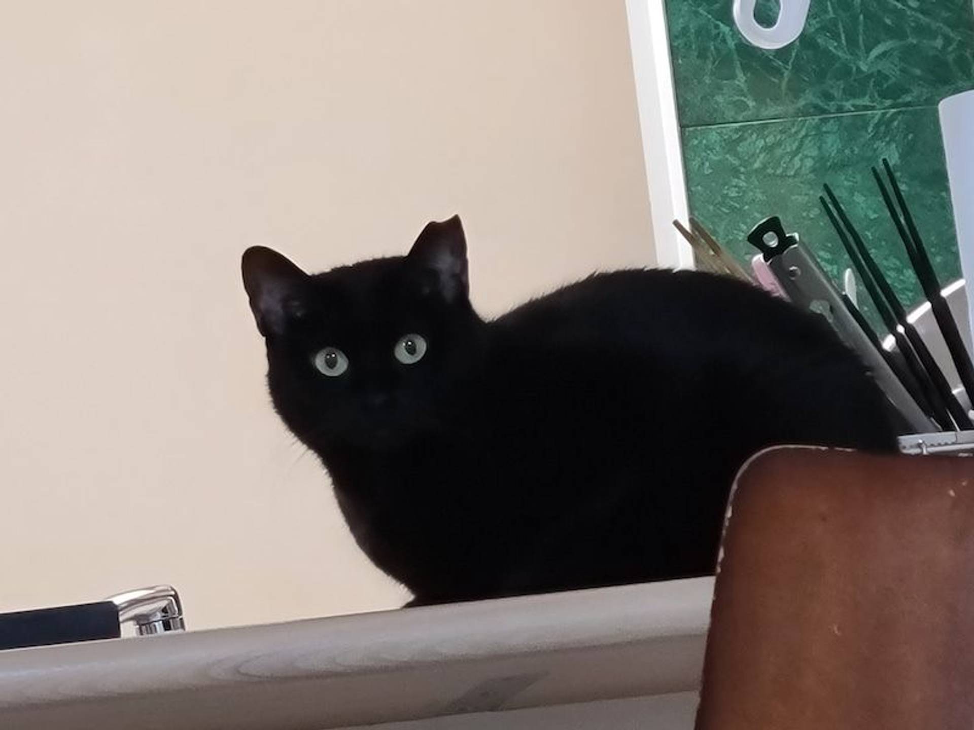 雑種（ミックス猫）・メスの里親募集の写真