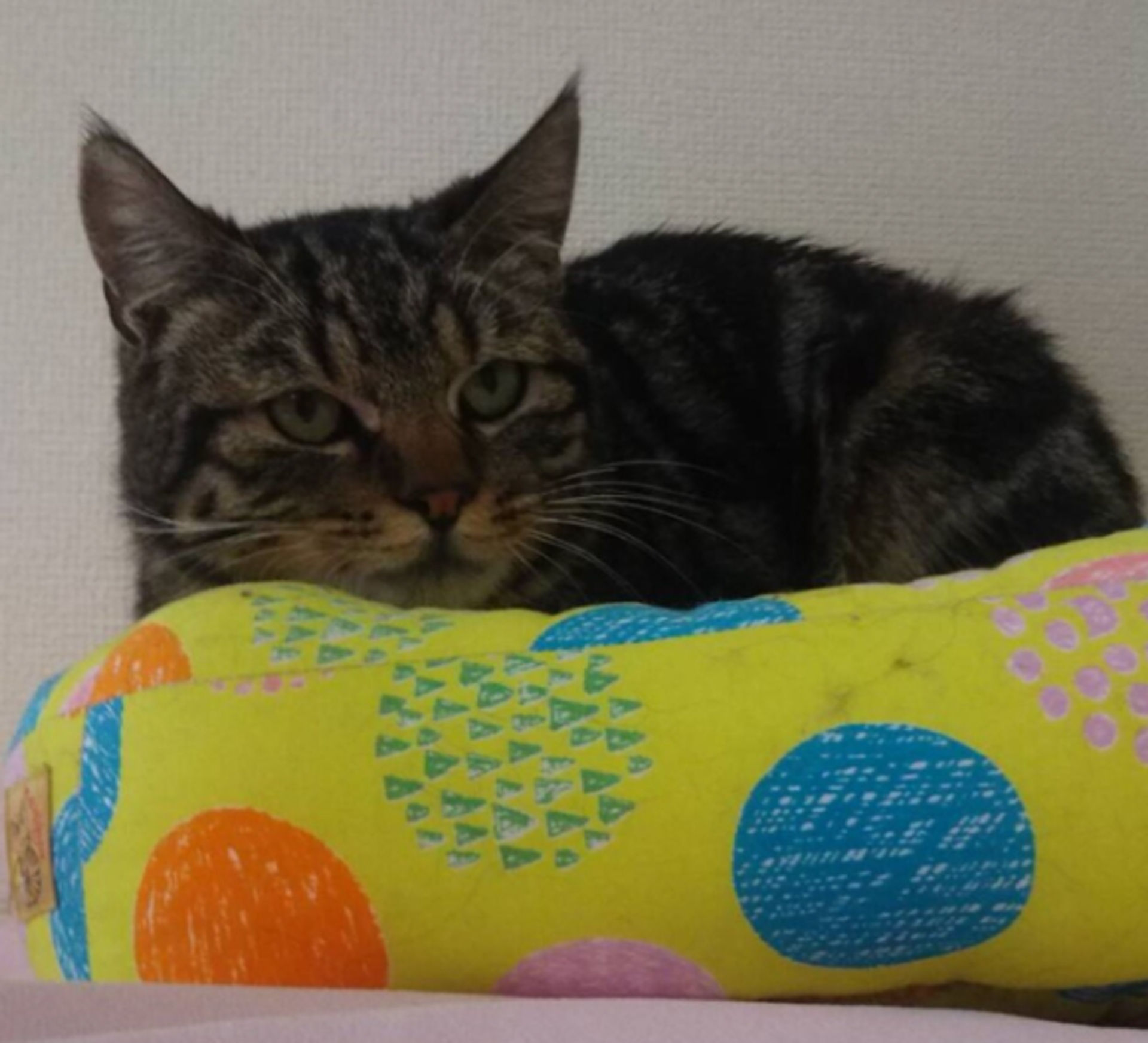 雑種（ミックス猫）・オスの里親募集の写真