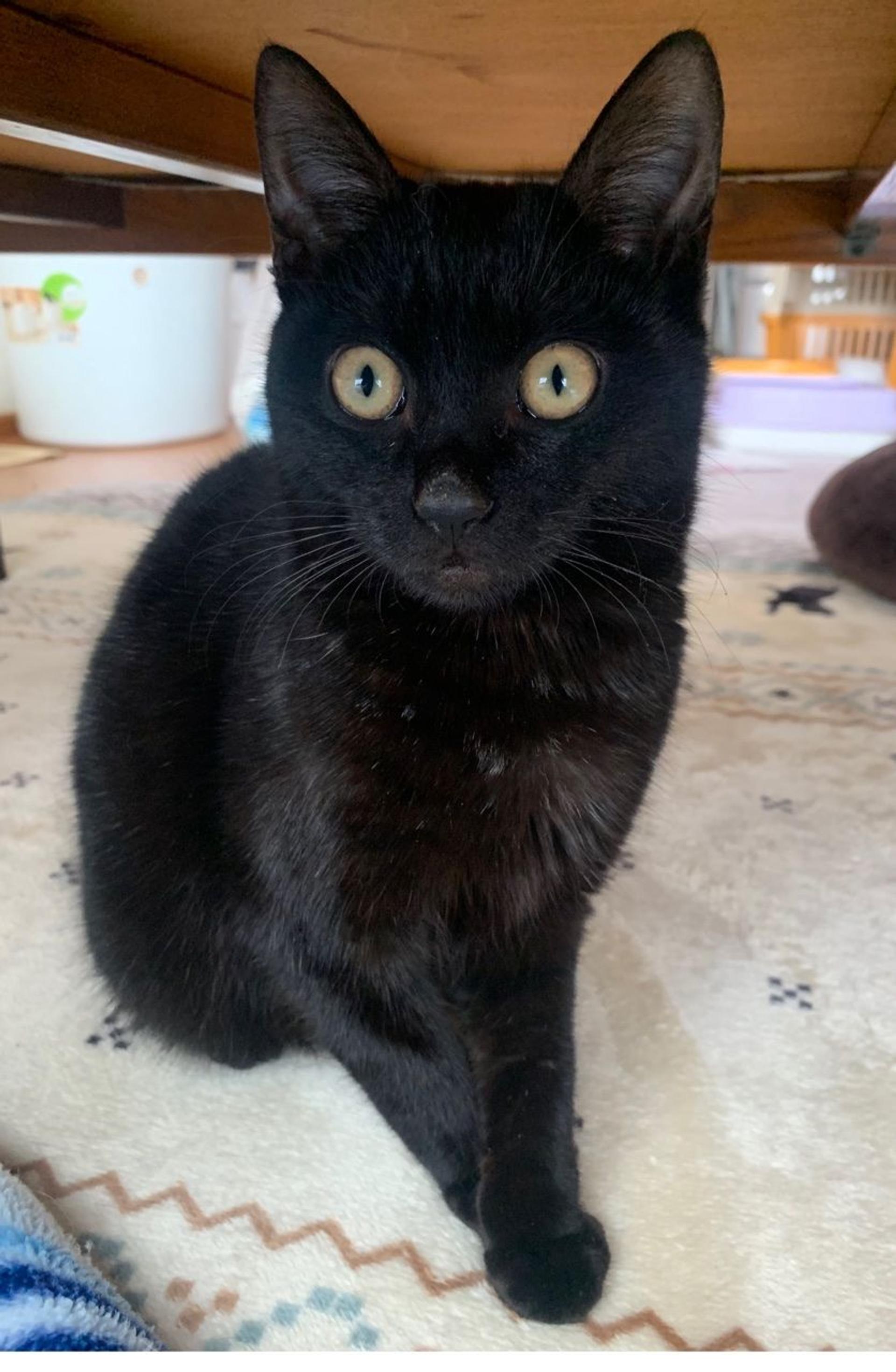 pet-image-2