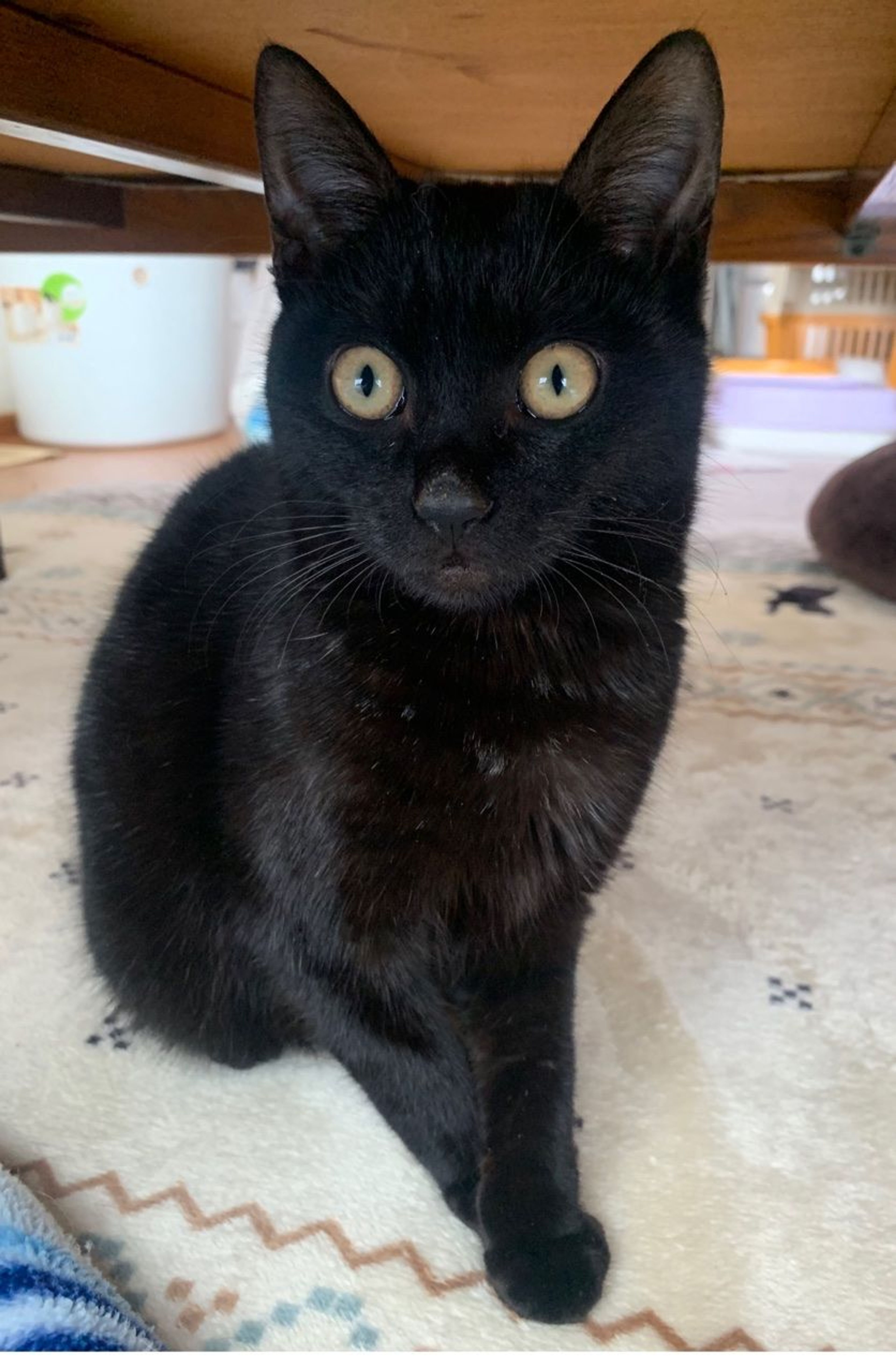 pet-image-2