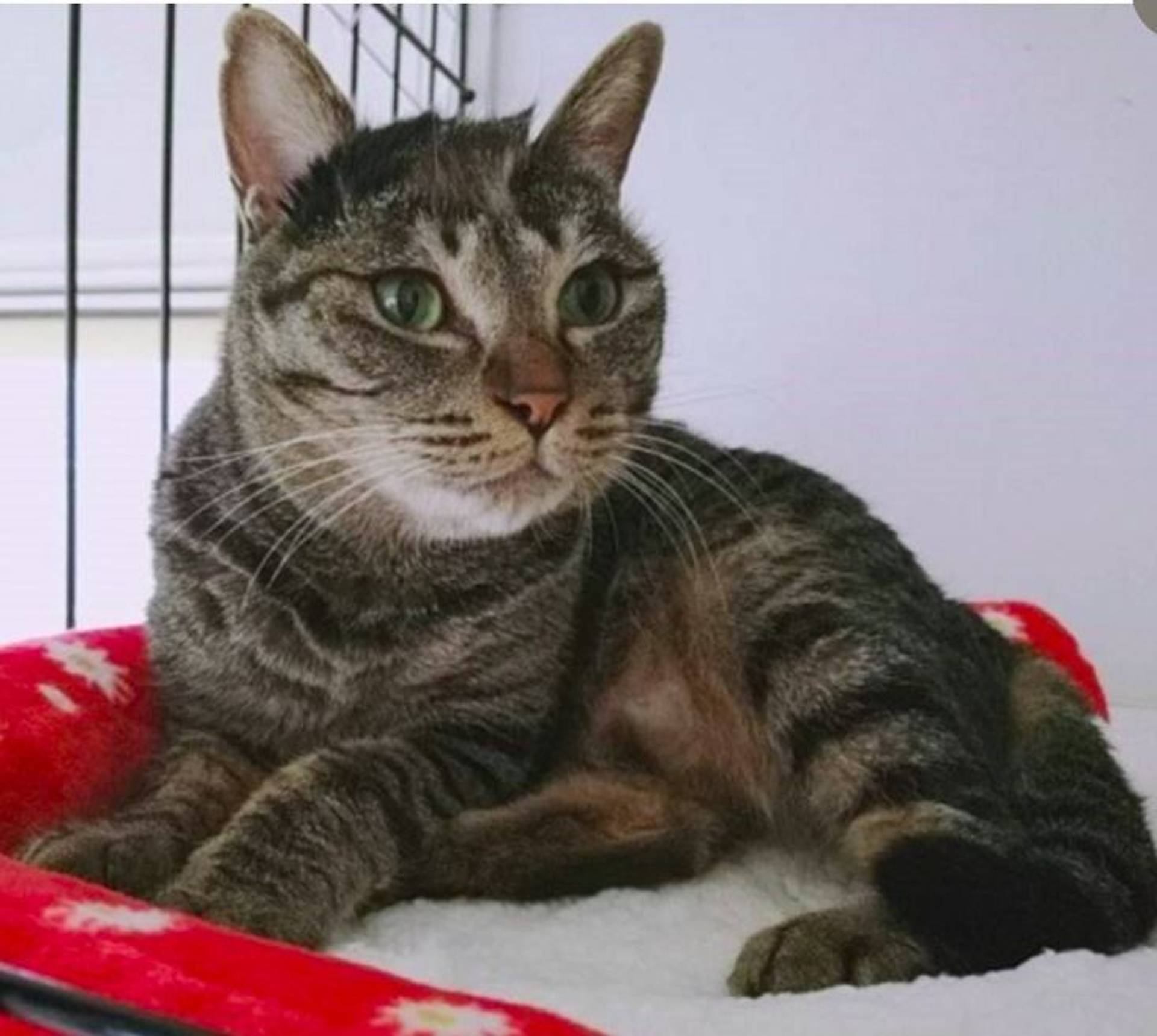 雑種（ミックス猫）・メスの里親募集の写真