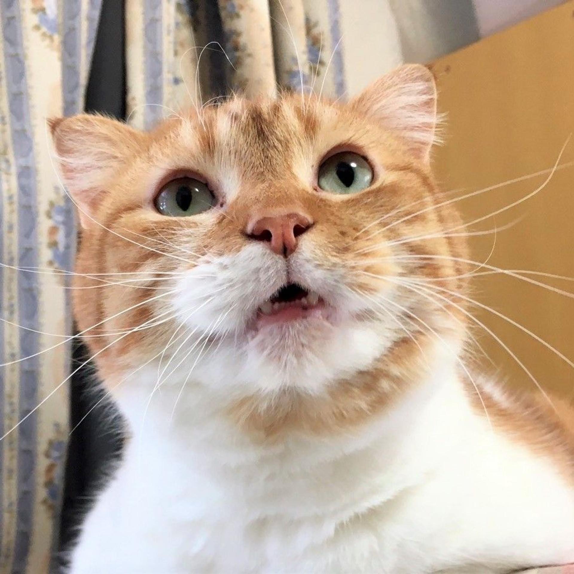pet-image-4