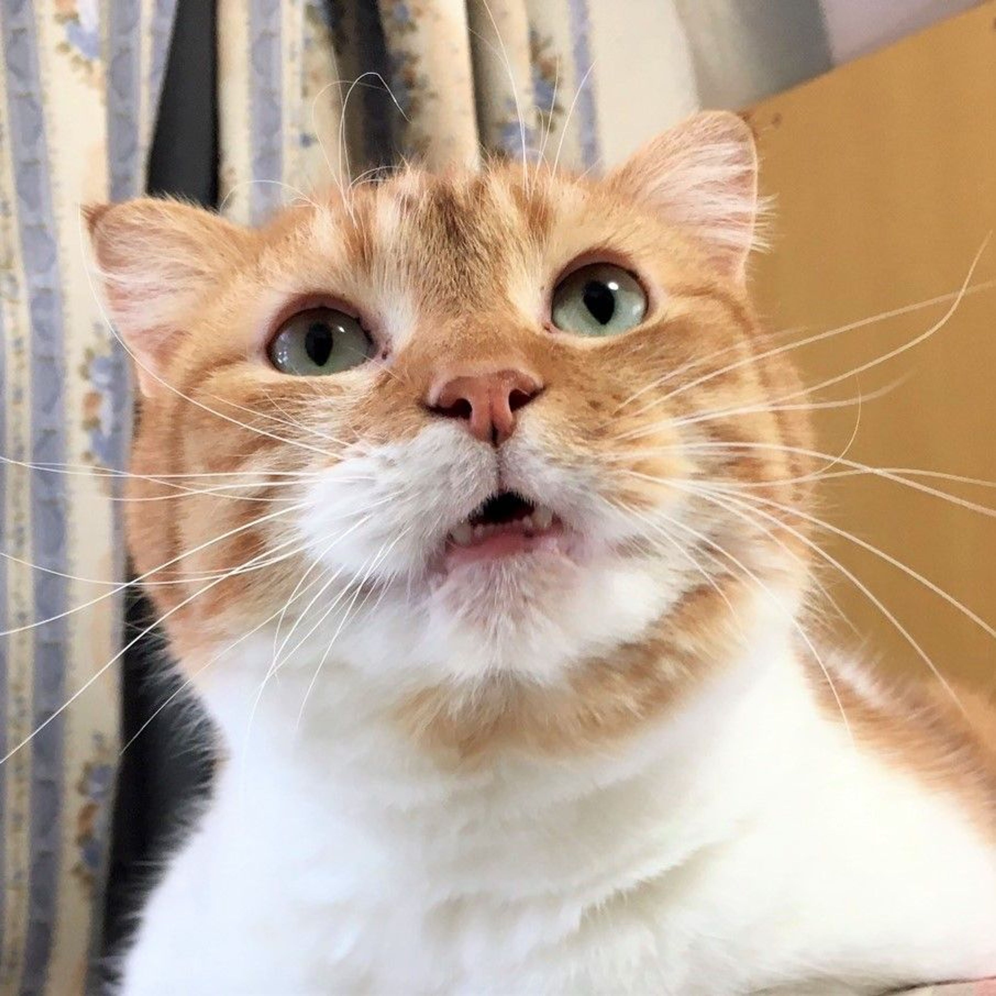 pet-image-4