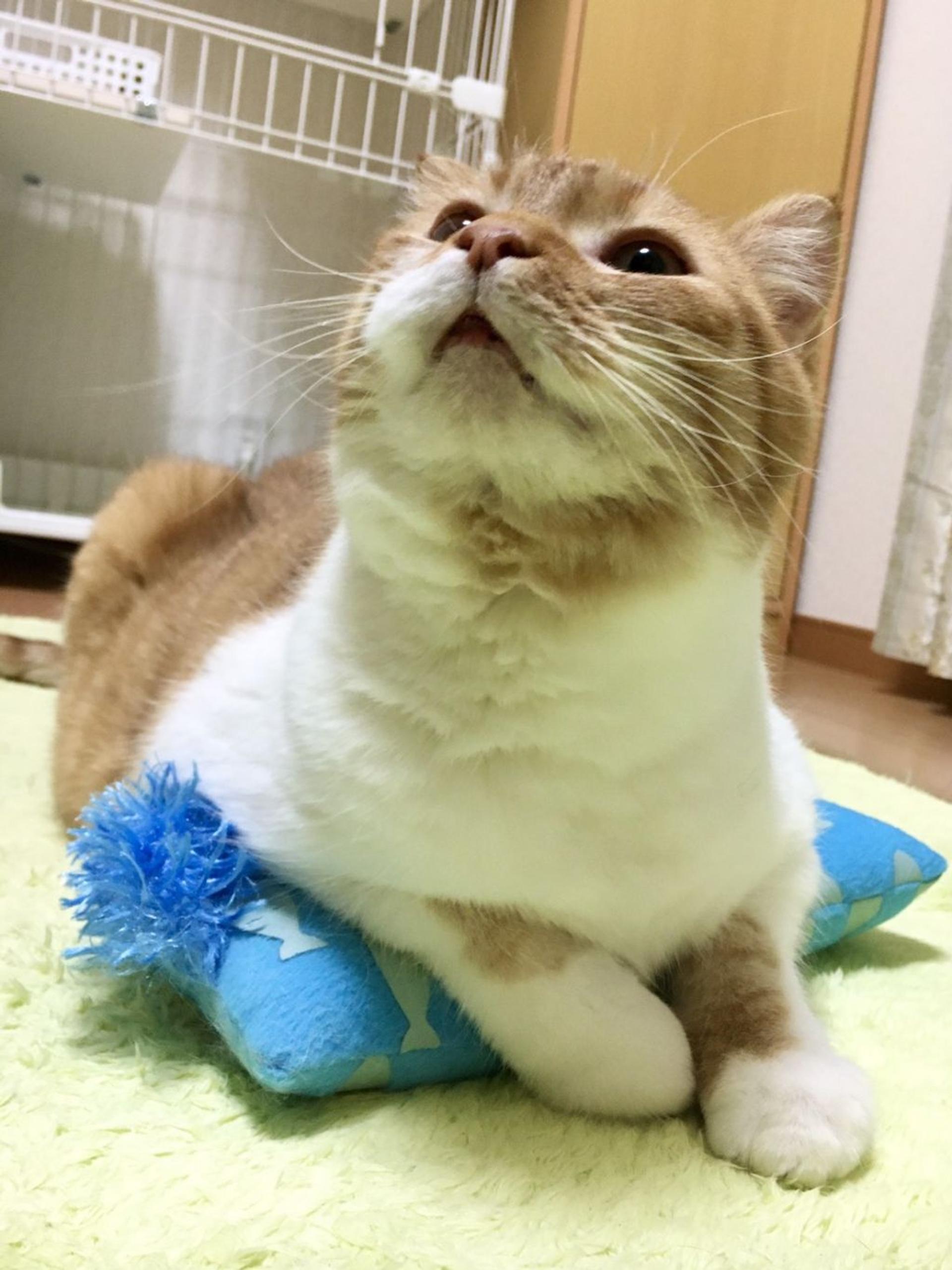 pet-image-6
