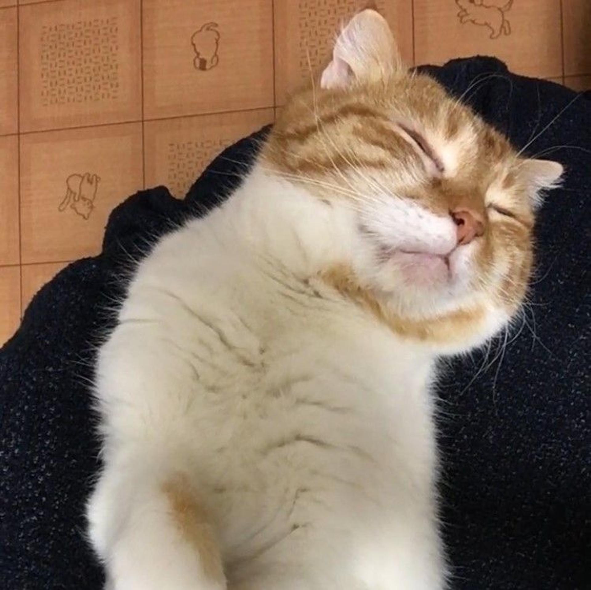 pet-image-9