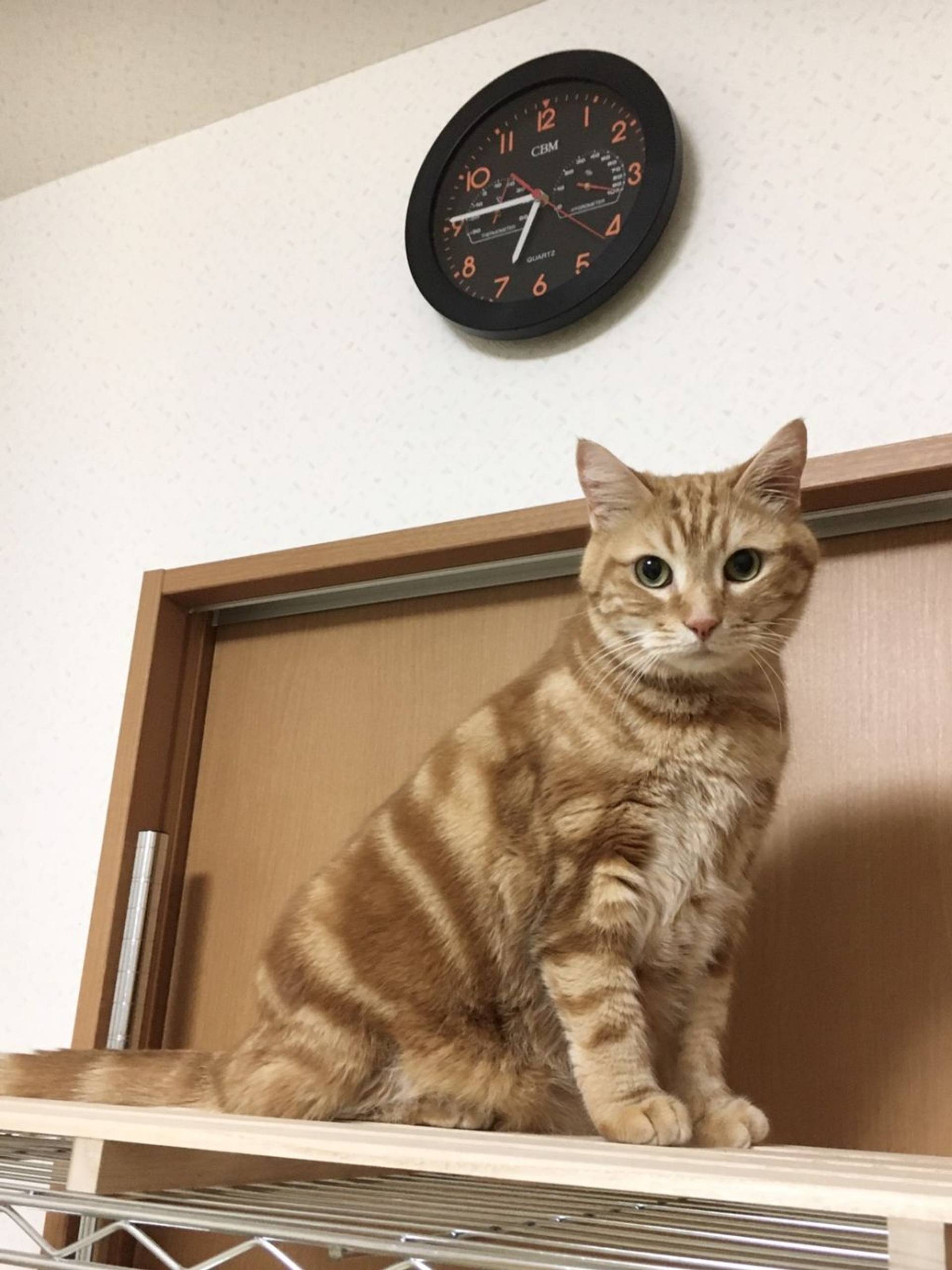 雑種（ミックス猫）・オスの里親募集の写真