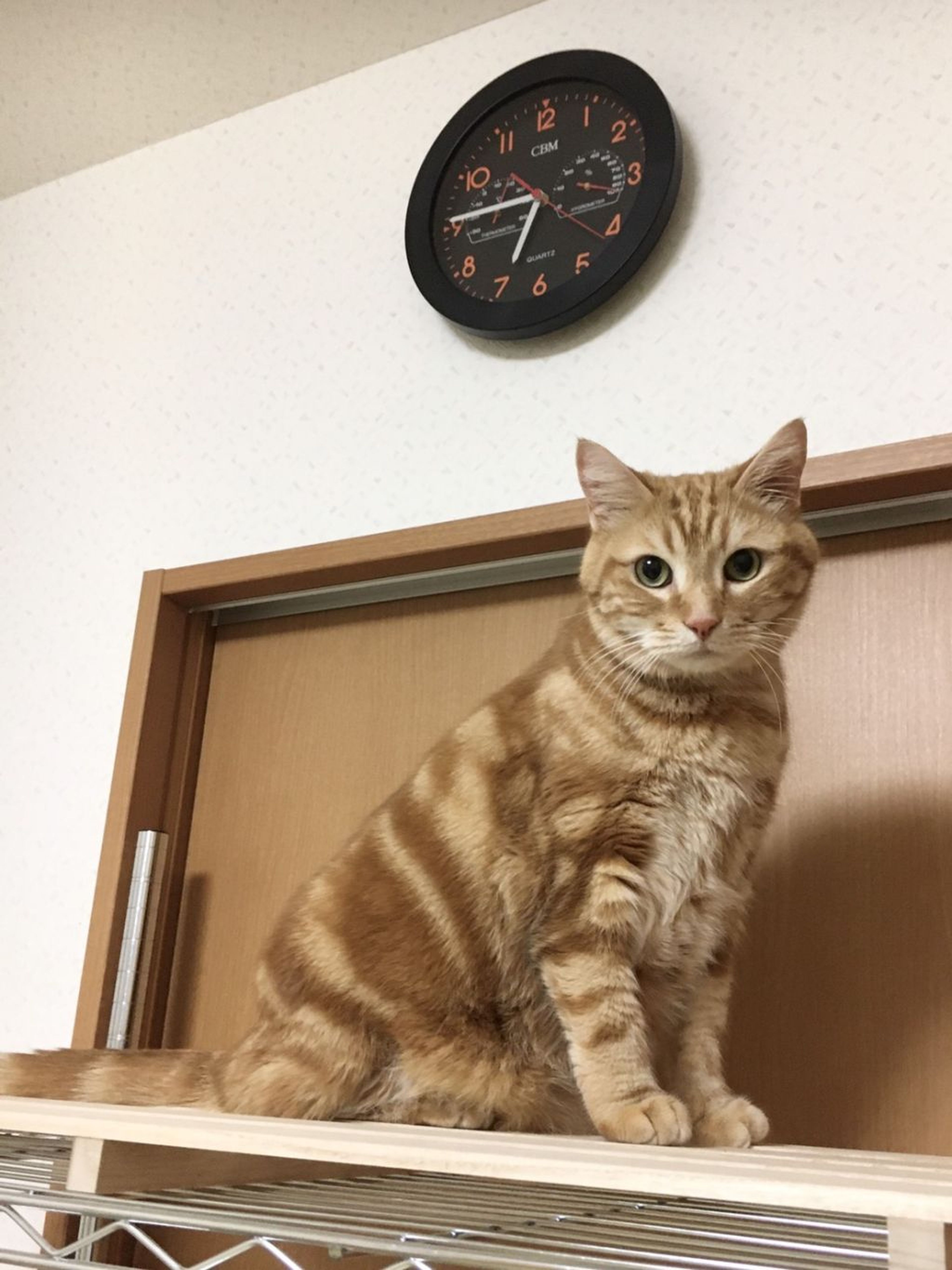雑種（ミックス猫）・オスの里親募集の写真