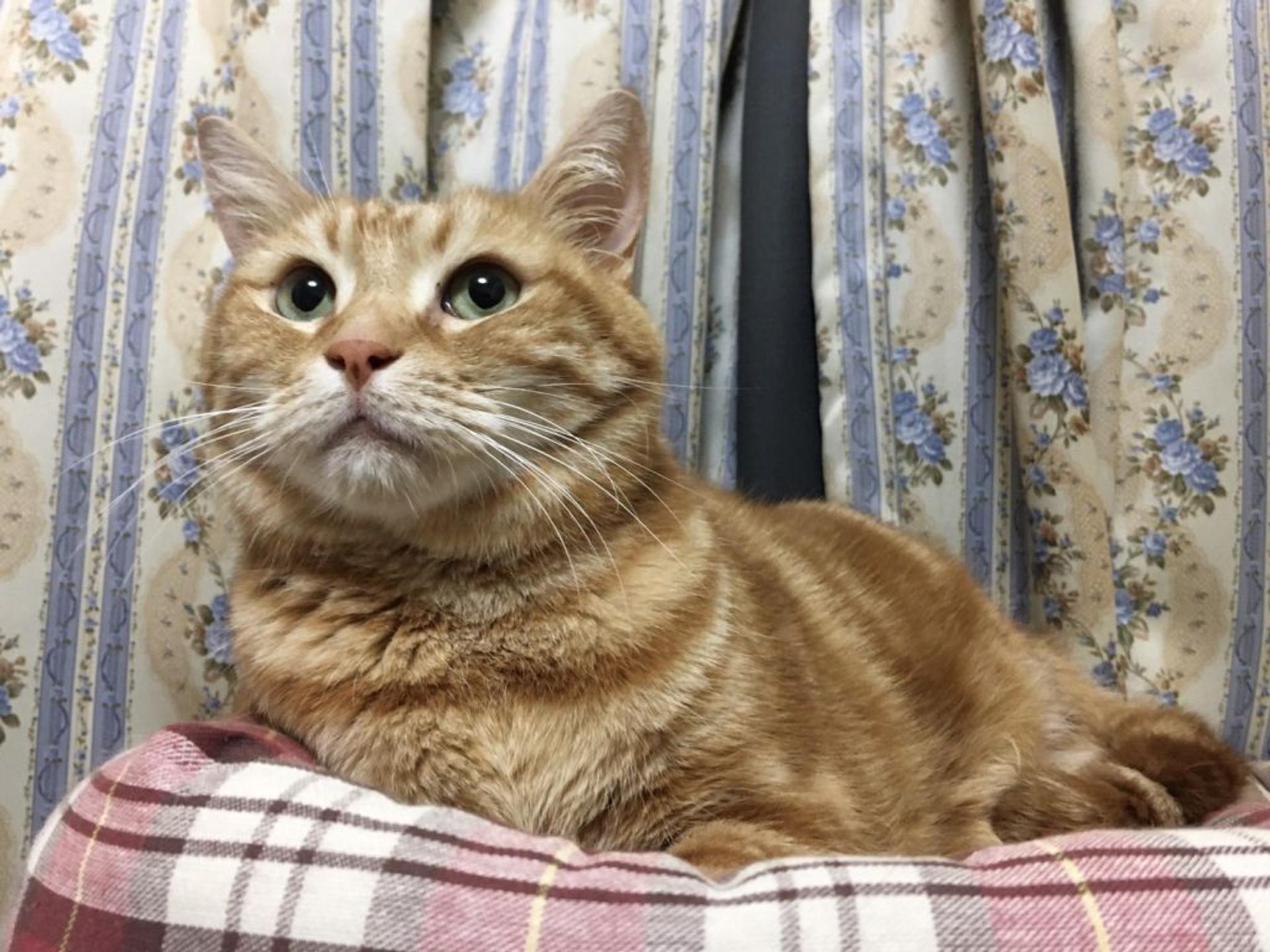 pet-image-2