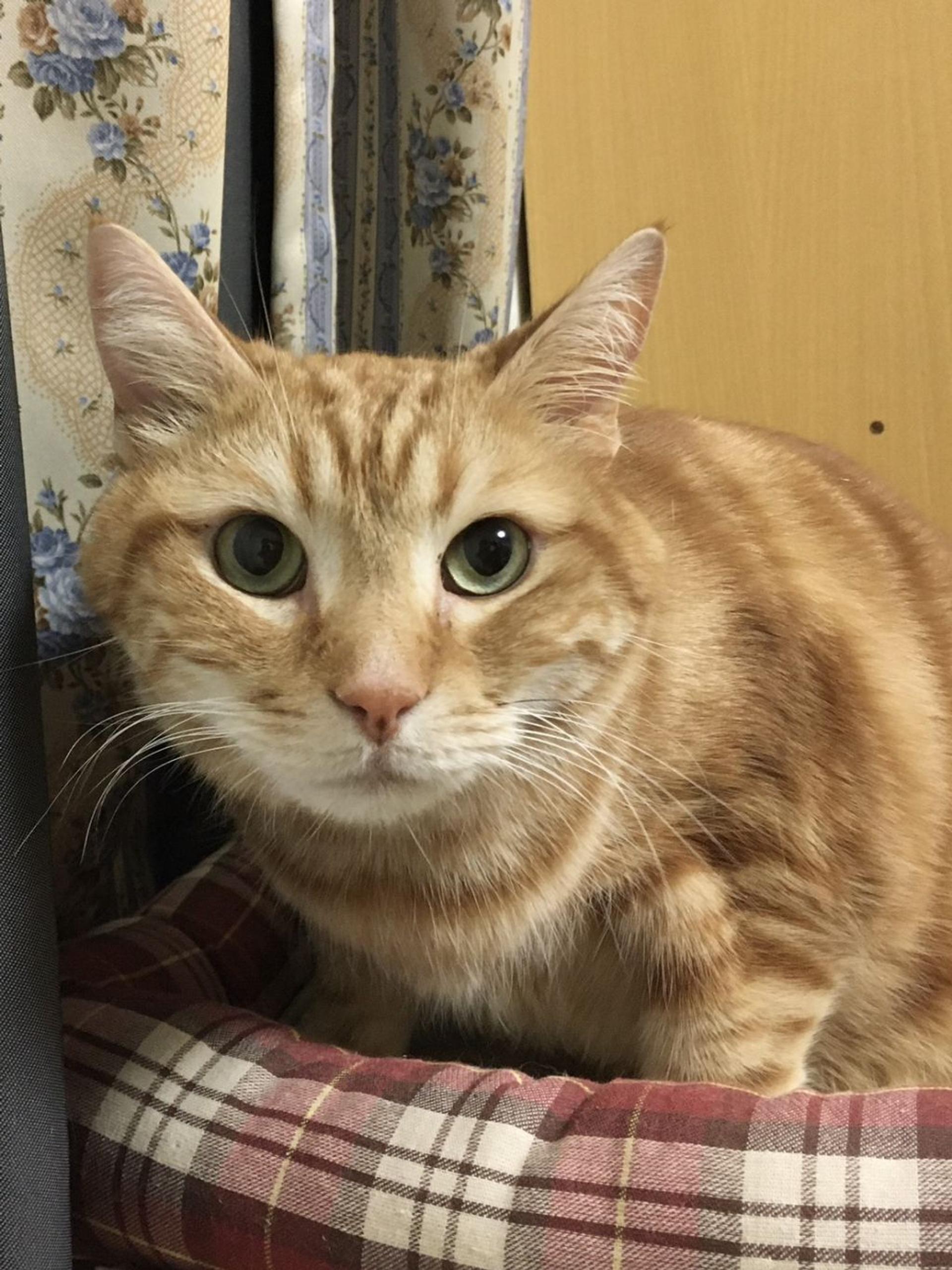 pet-image-3