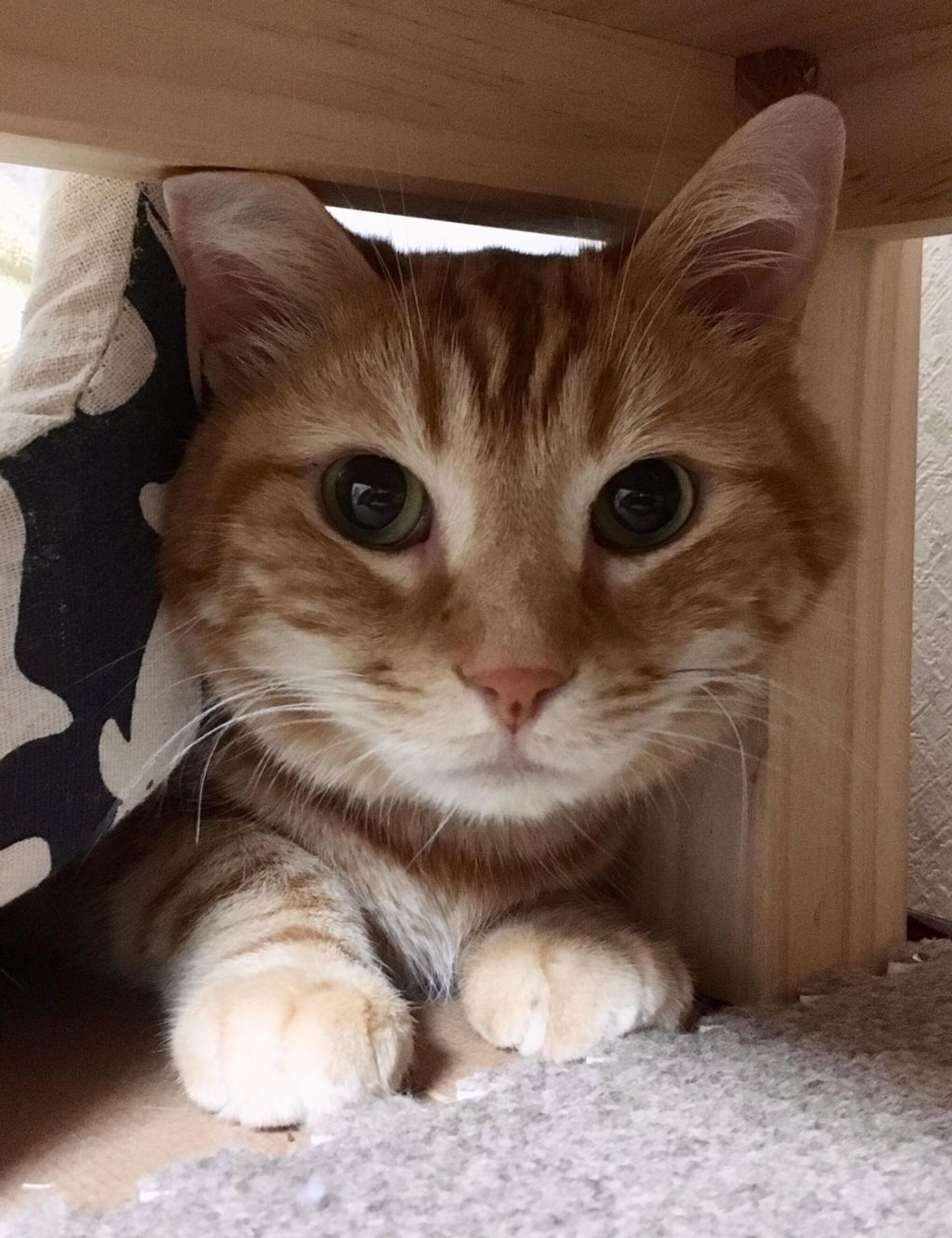 pet-image-4