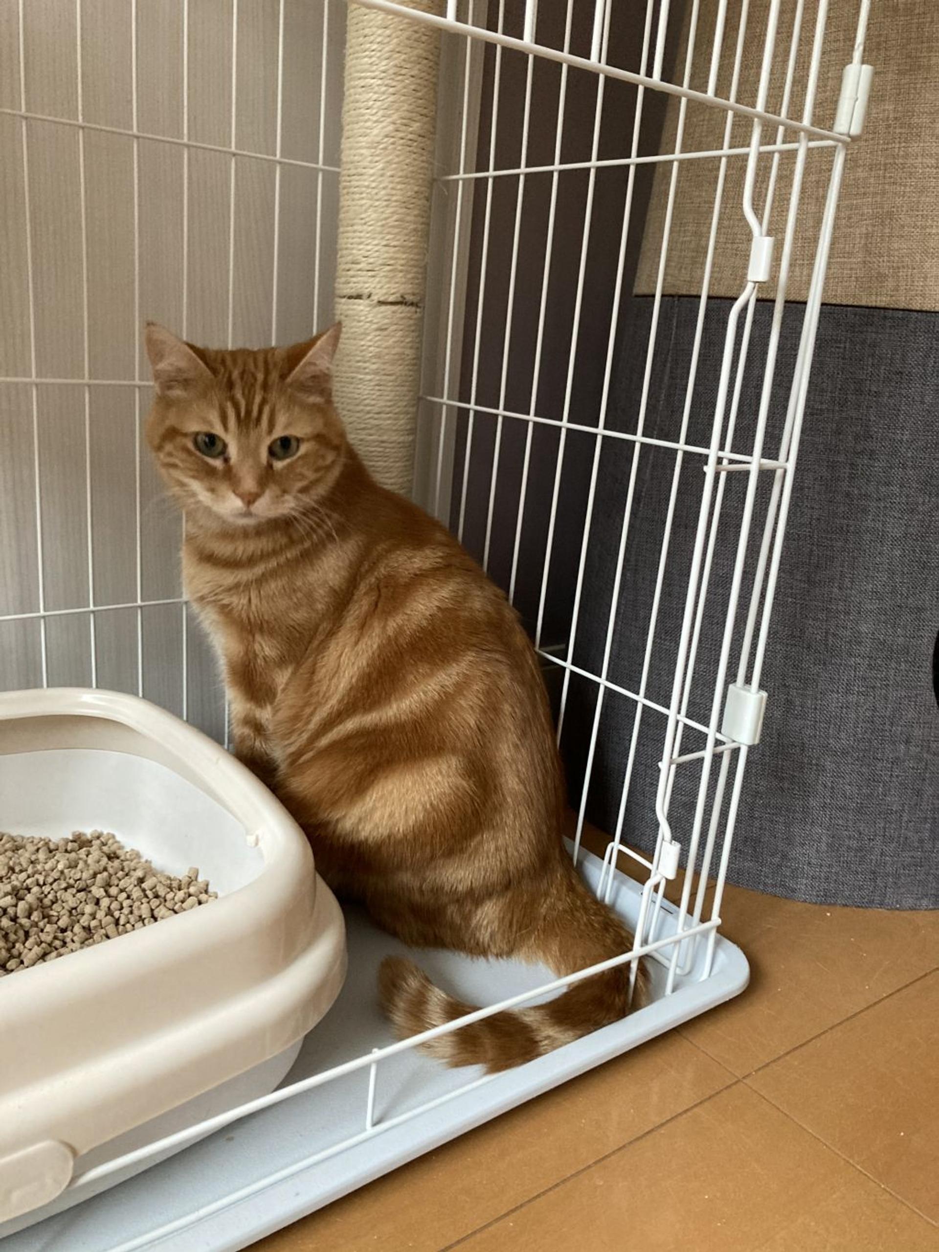 pet-image-5
