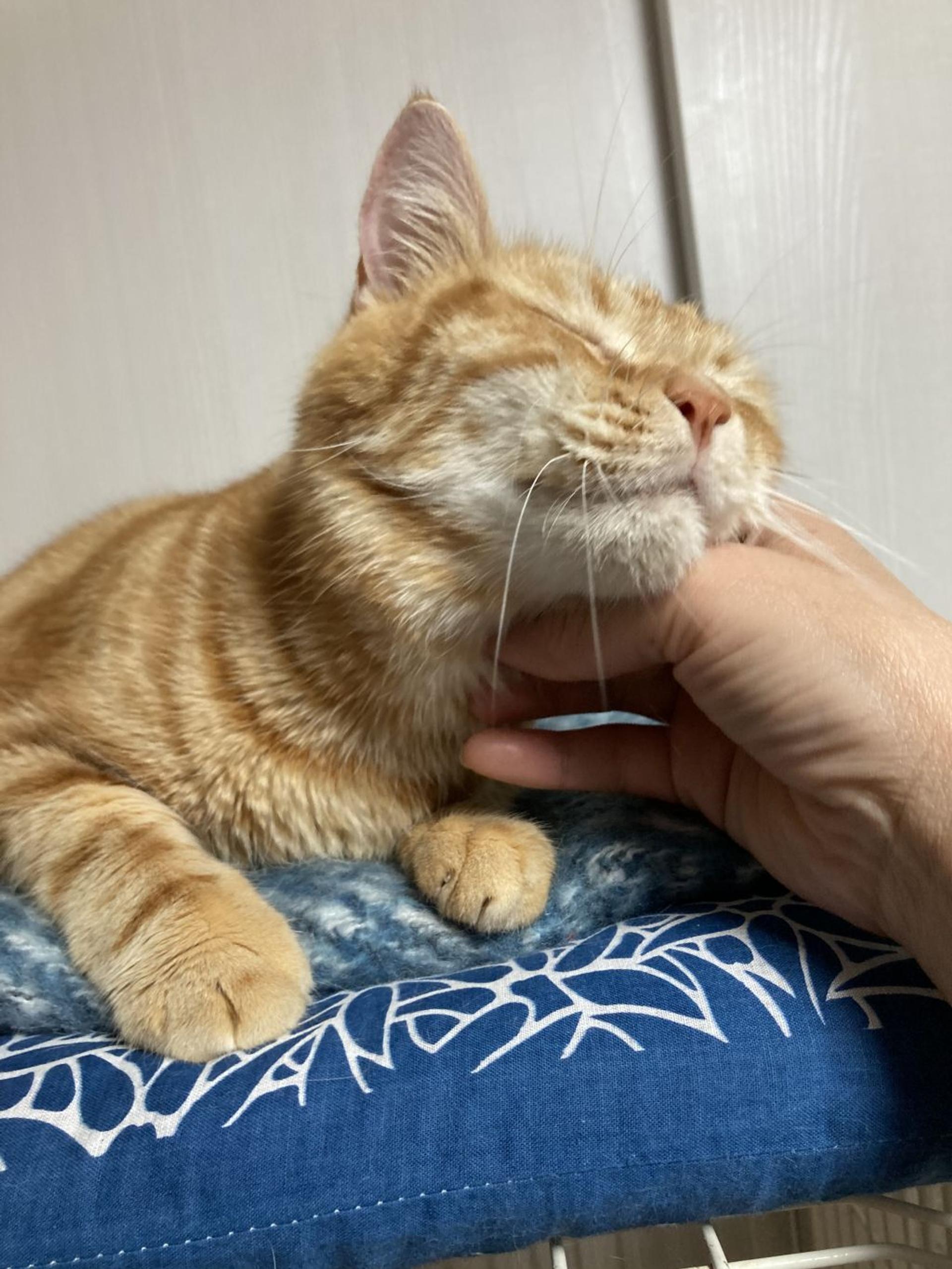 pet-image-6