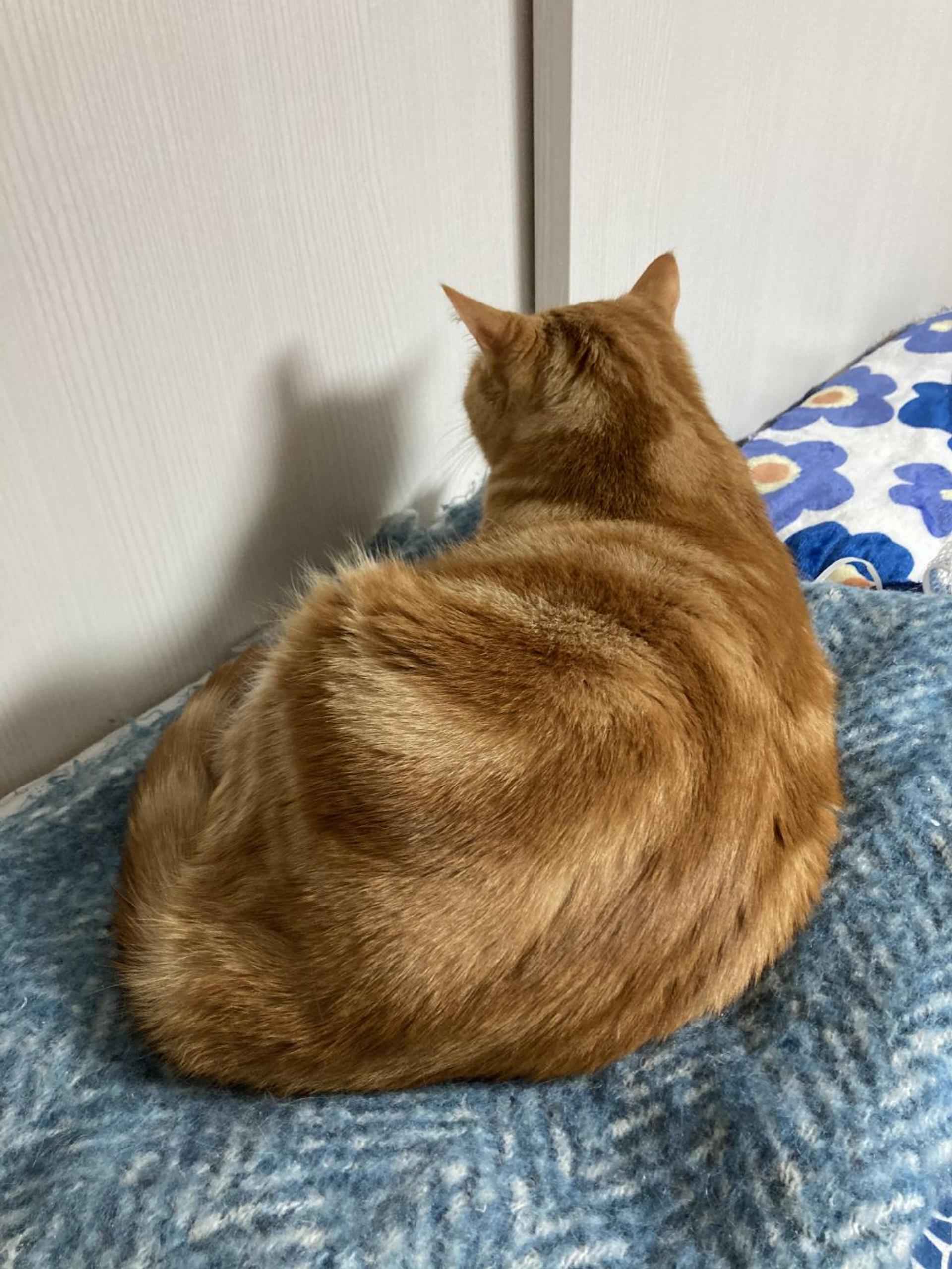 pet-image-8