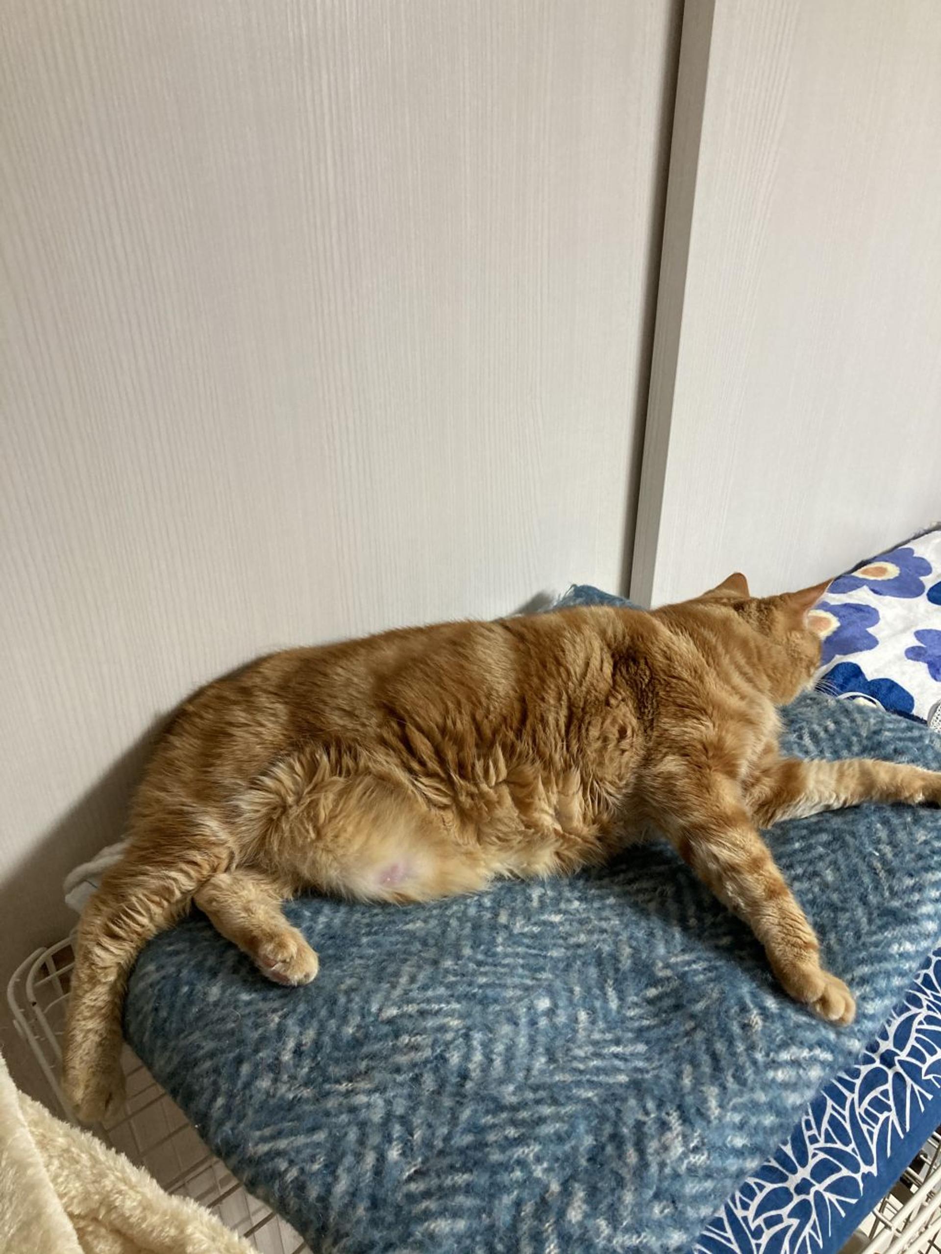 pet-image-9