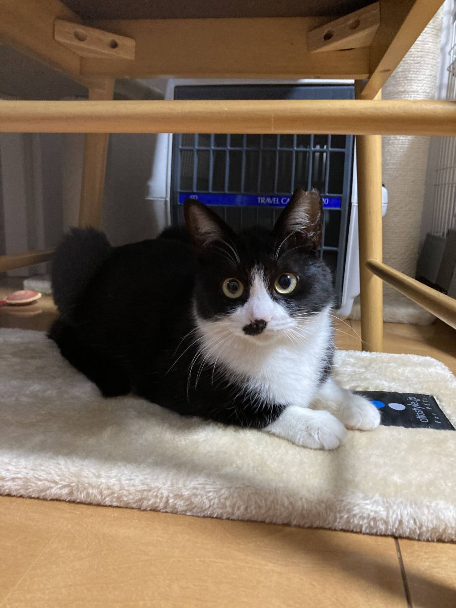 雑種（ミックス猫）・メスの里親募集の写真