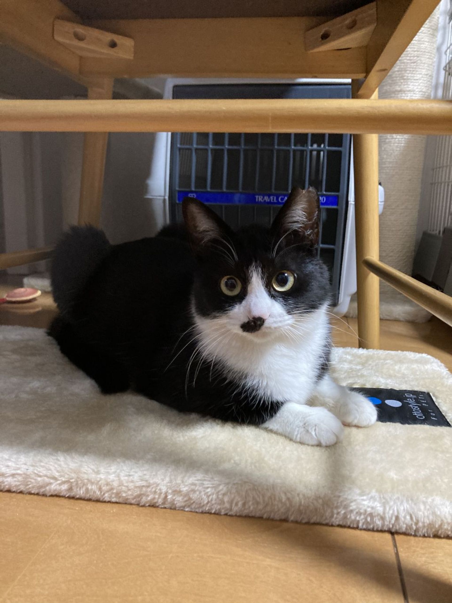 雑種（ミックス猫）・メスの里親募集の写真