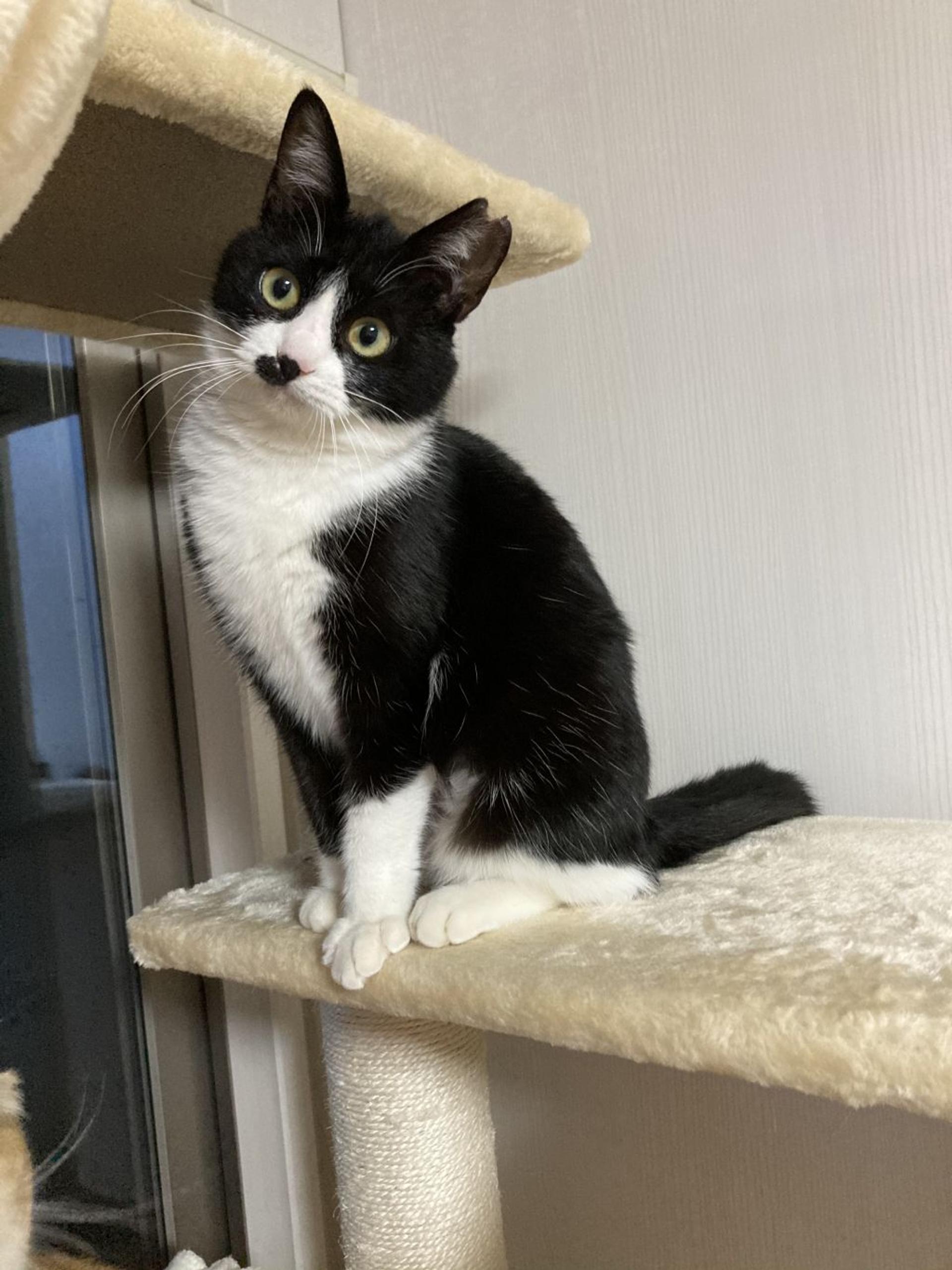 pet-image-3