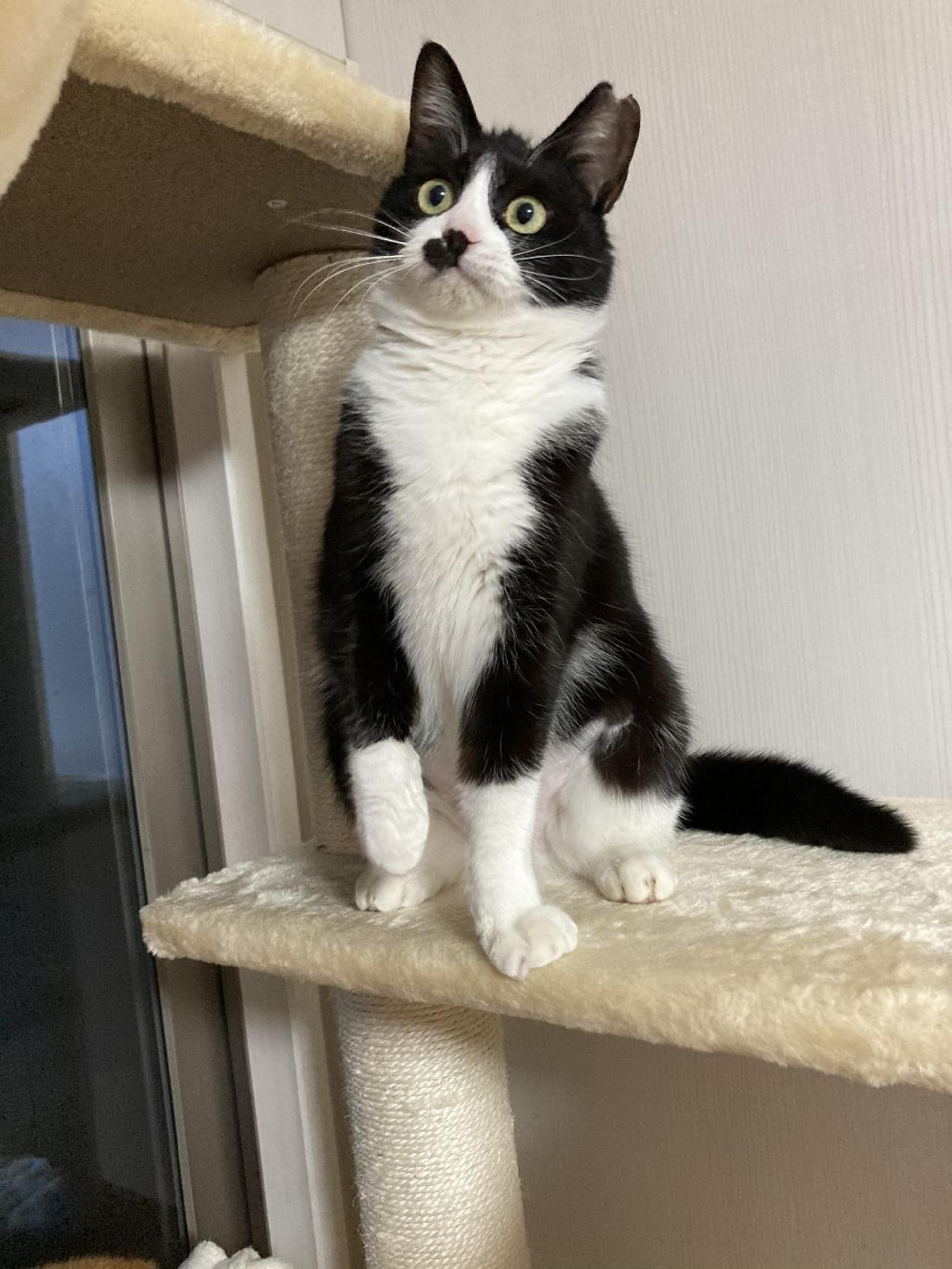 pet-image-4