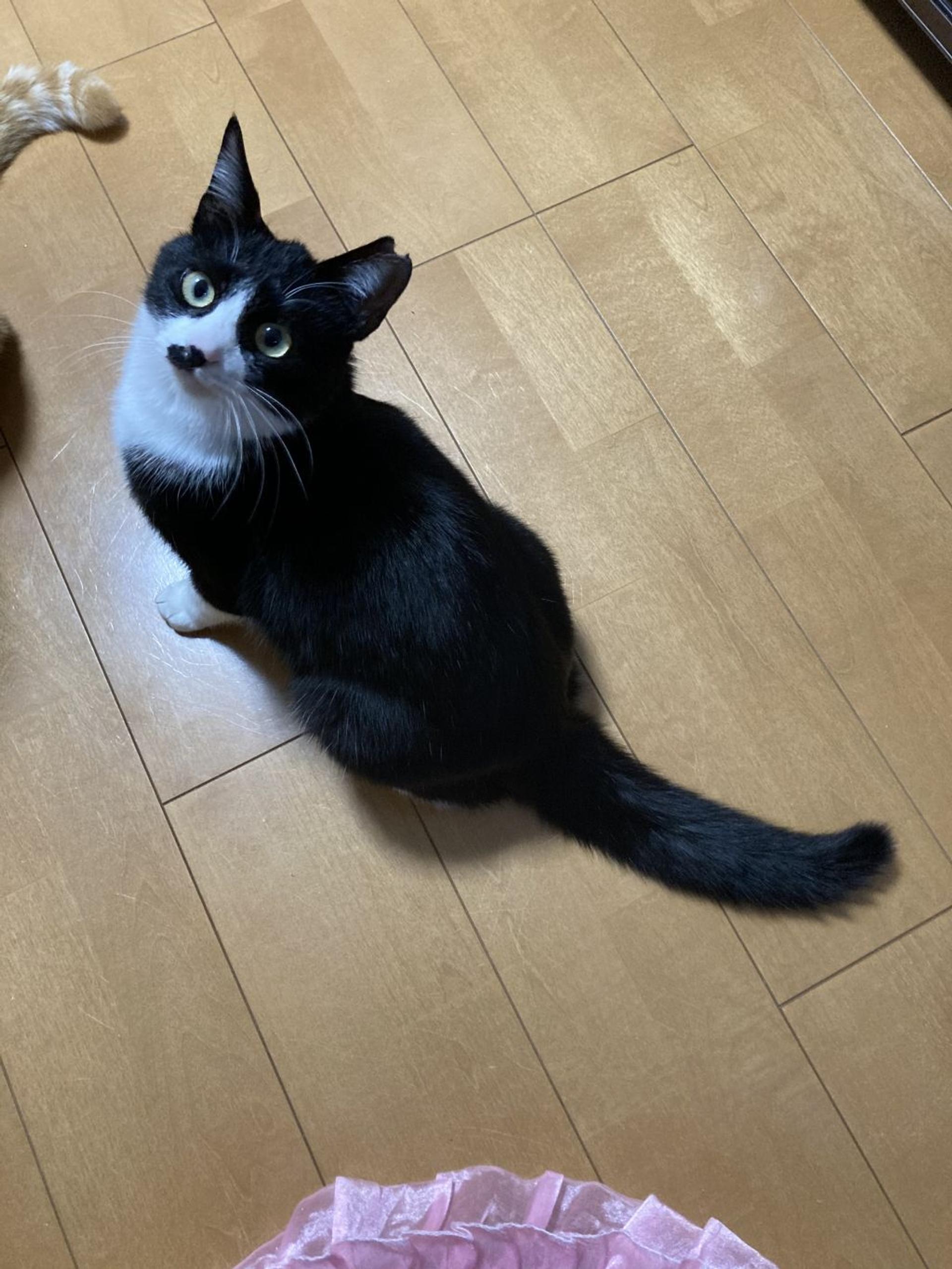 pet-image-6