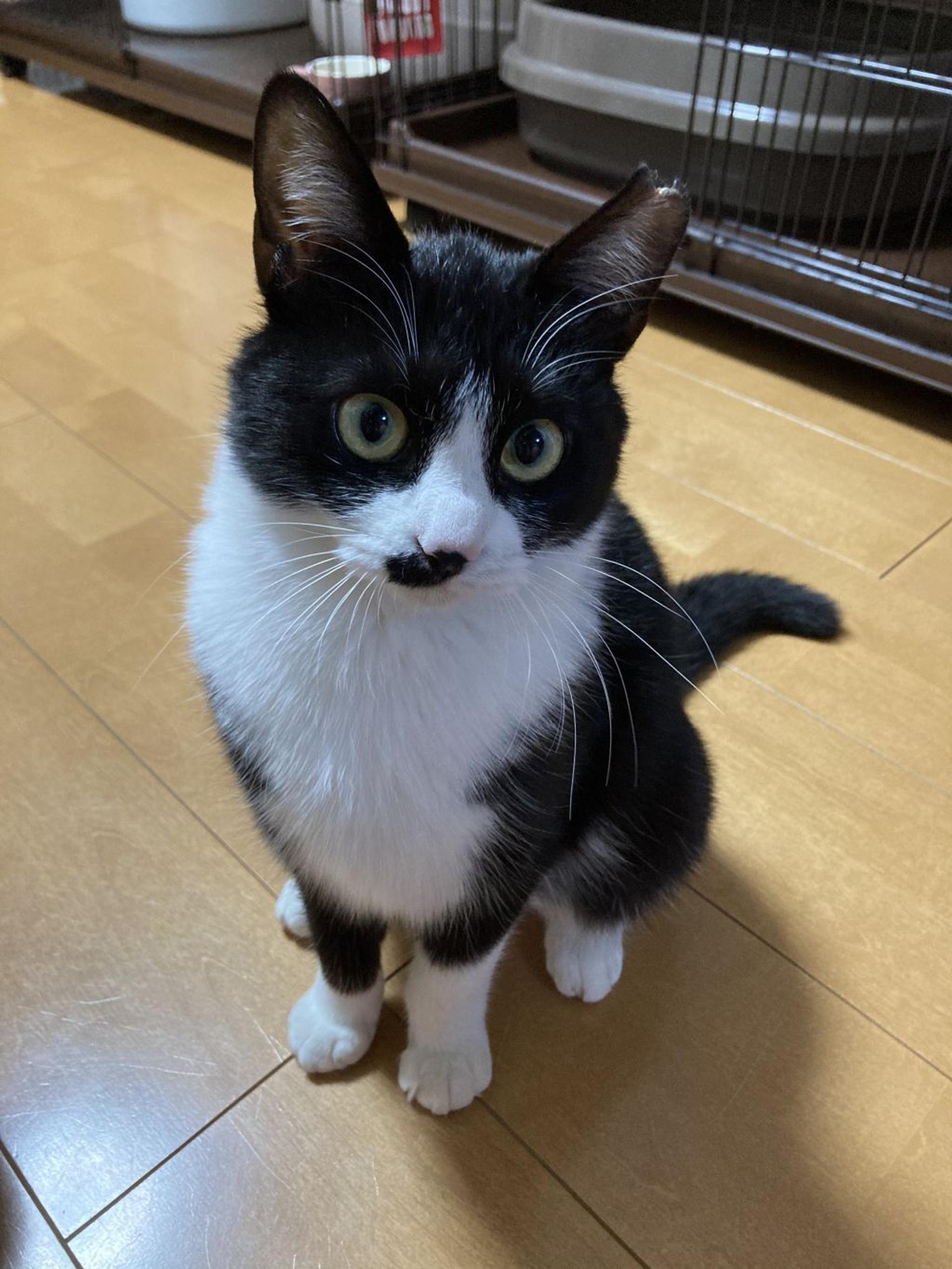 pet-image-8