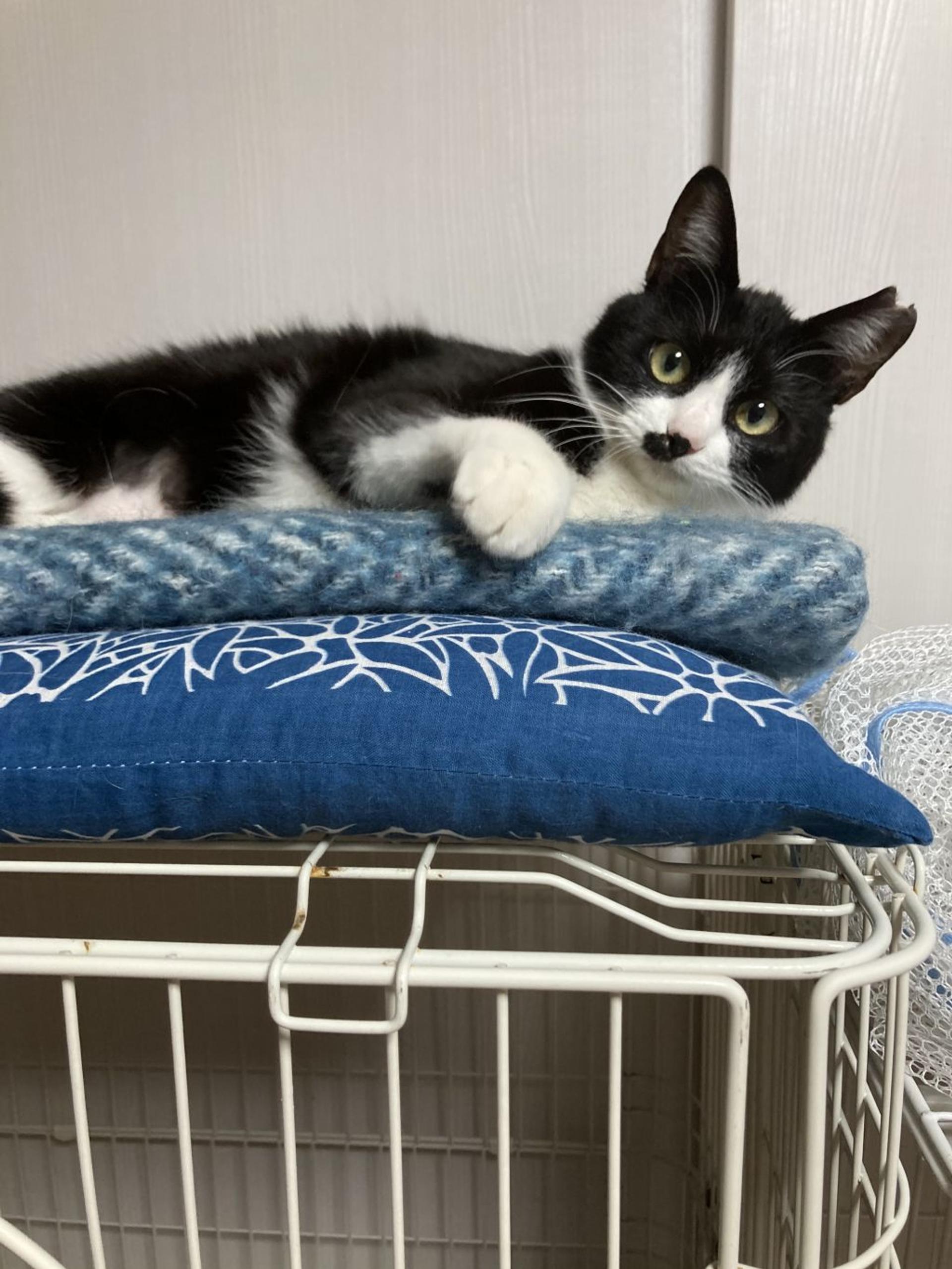 pet-image-9