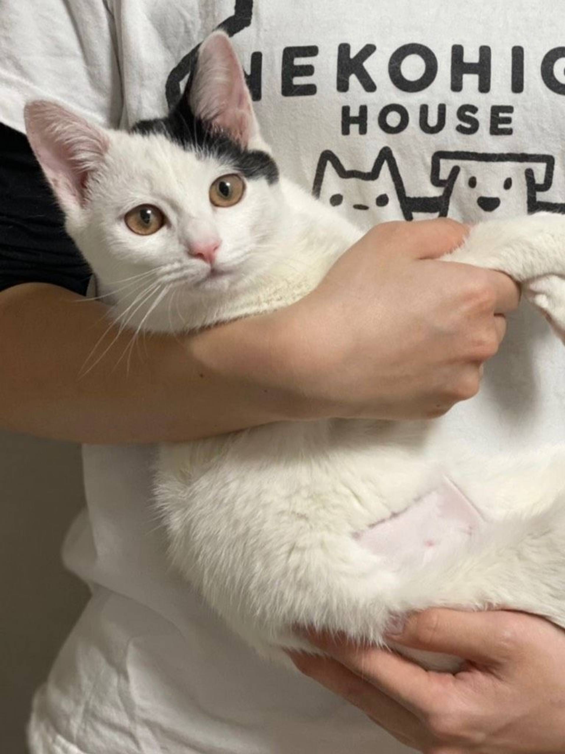 雑種（ミックス猫）・メスの里親募集の写真