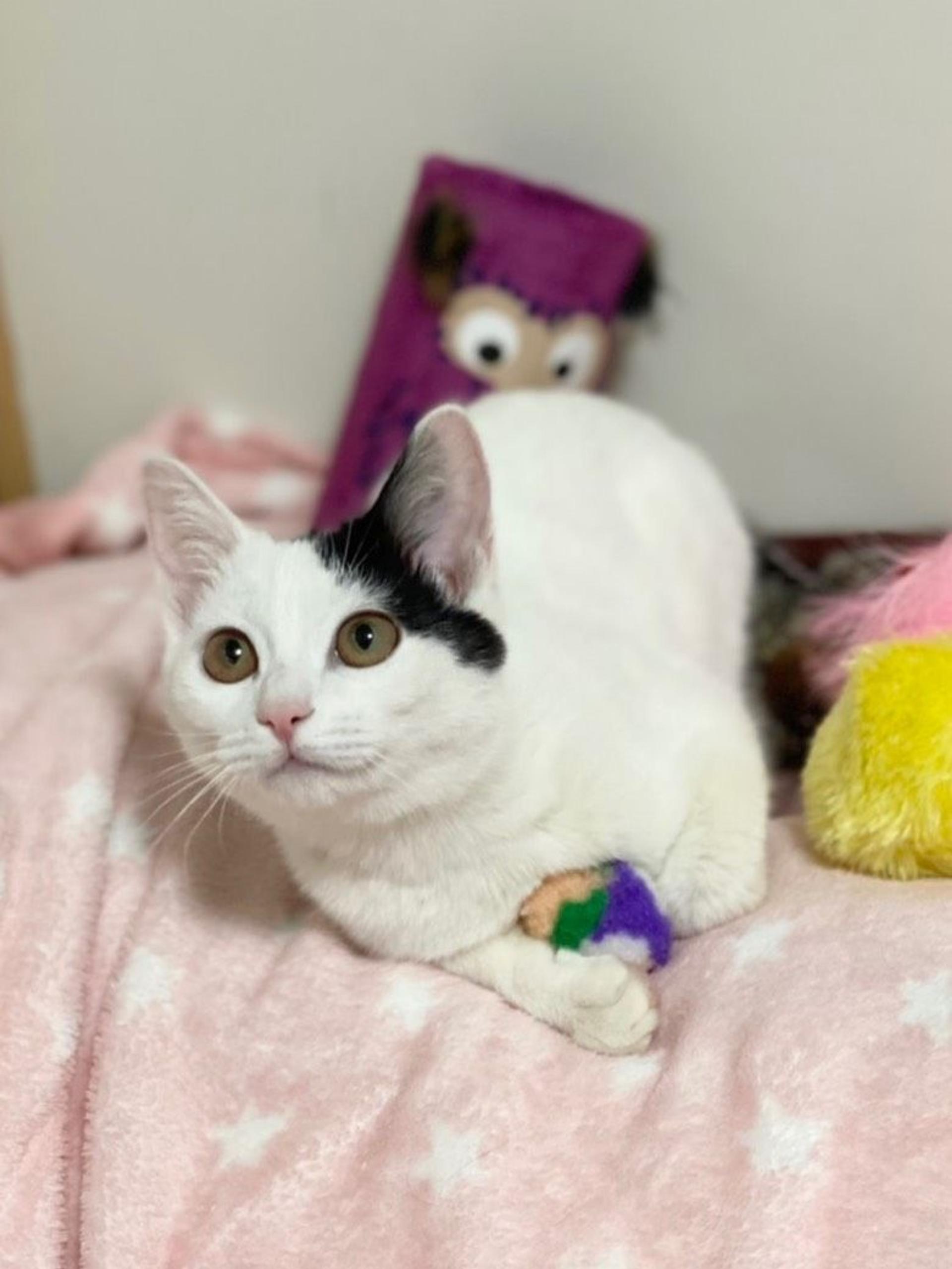 pet-image-3