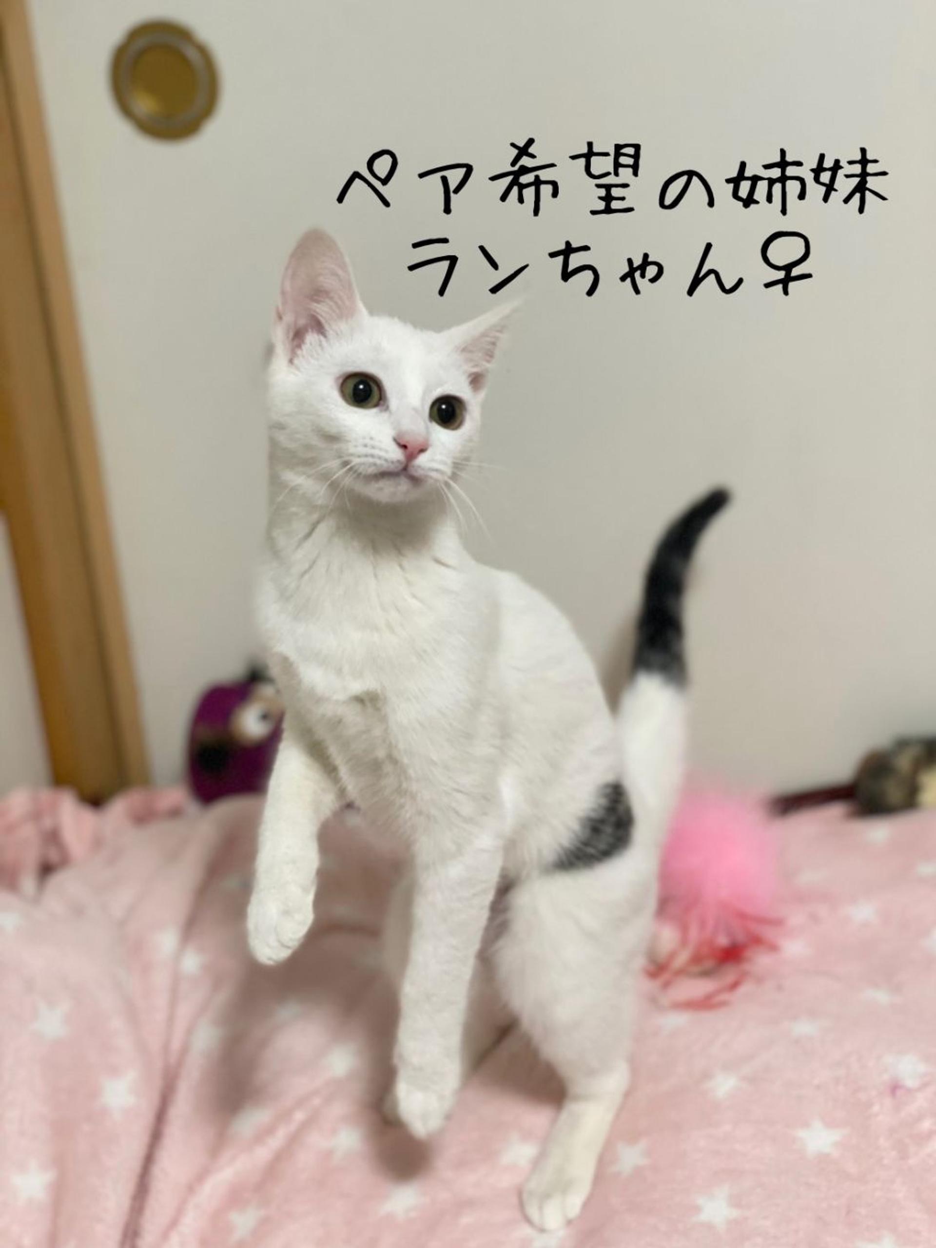 pet-image-5