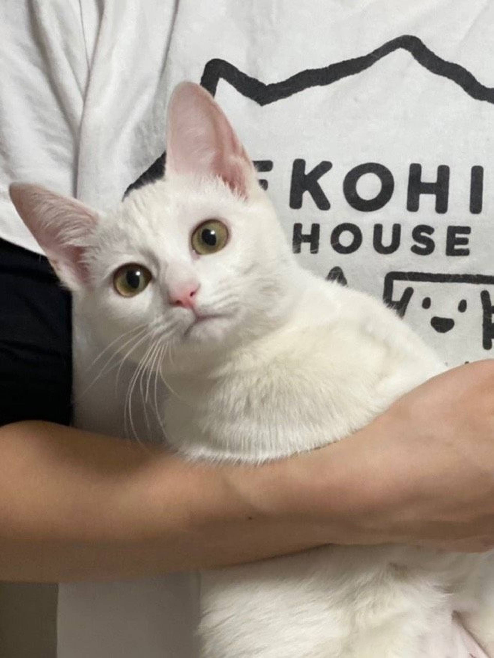 雑種（ミックス猫）・メスの里親募集の写真