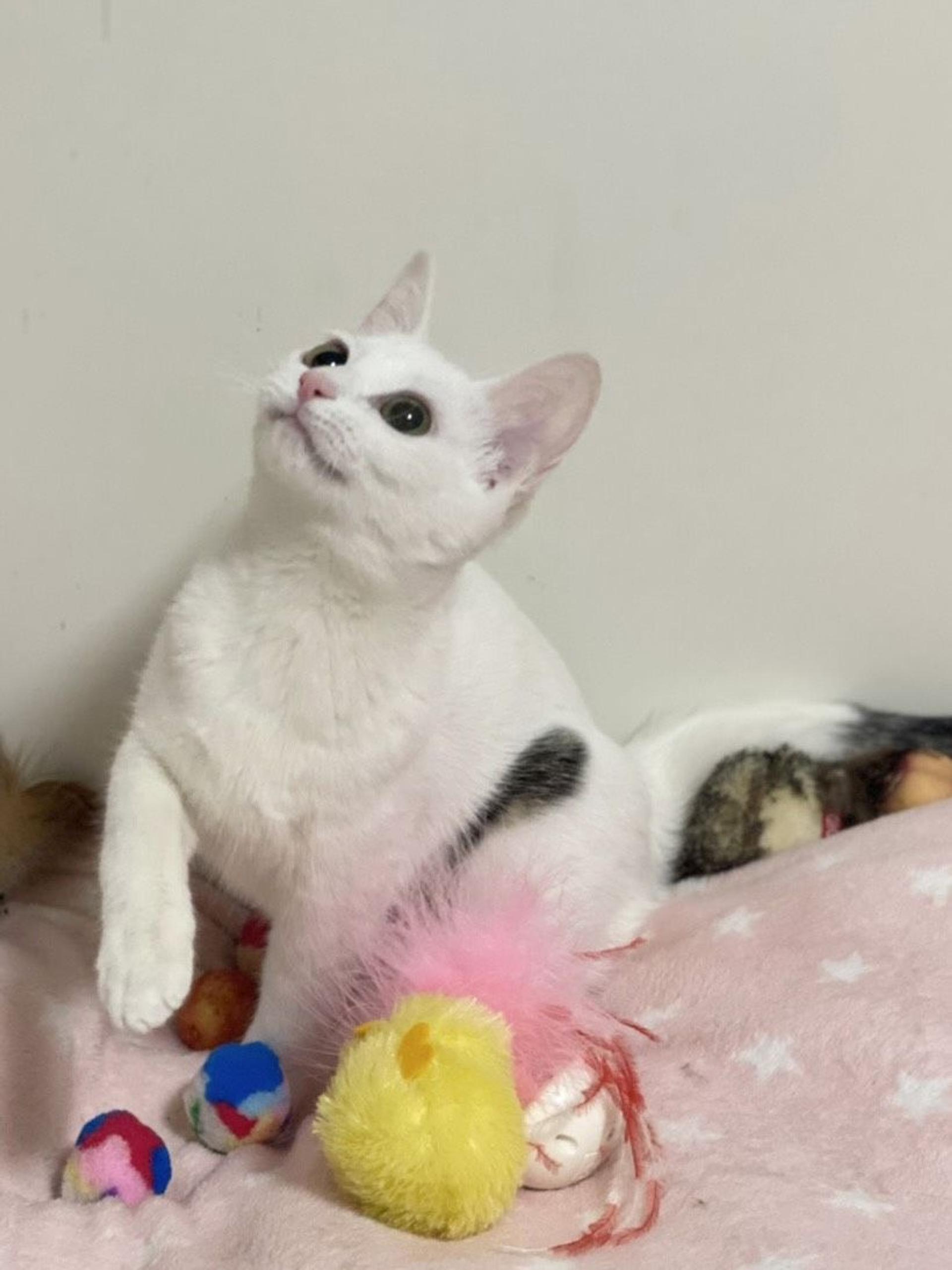 pet-image-3
