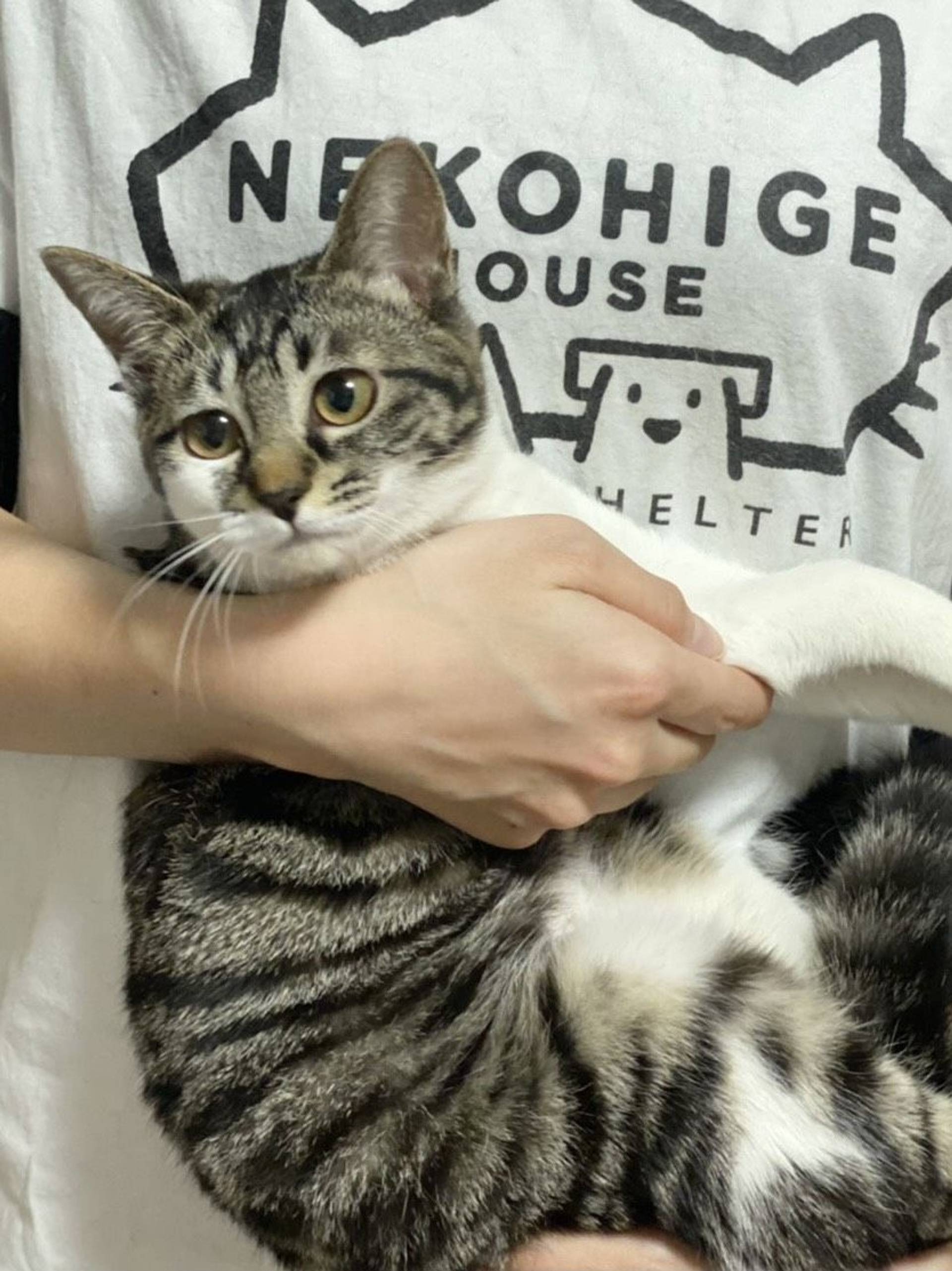 雑種（ミックス猫）・メスの里親募集の写真