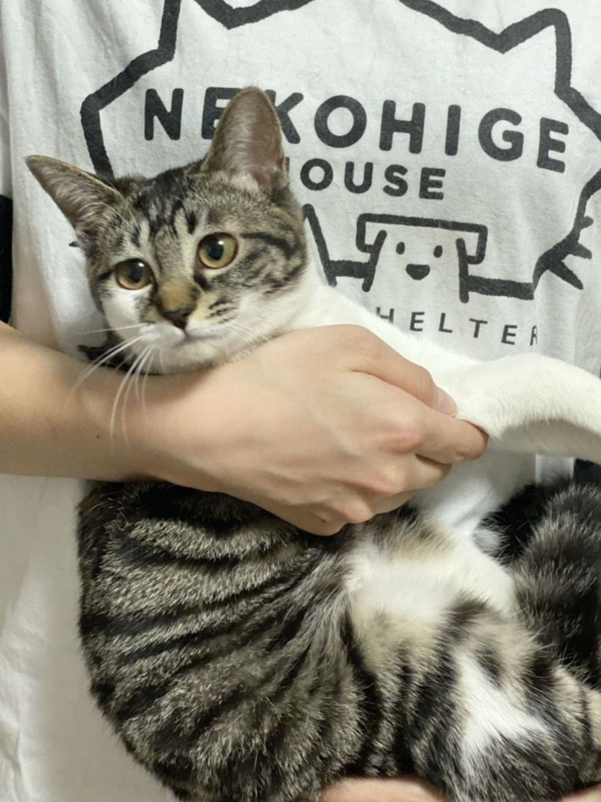 雑種（ミックス猫）・メスの里親募集の写真