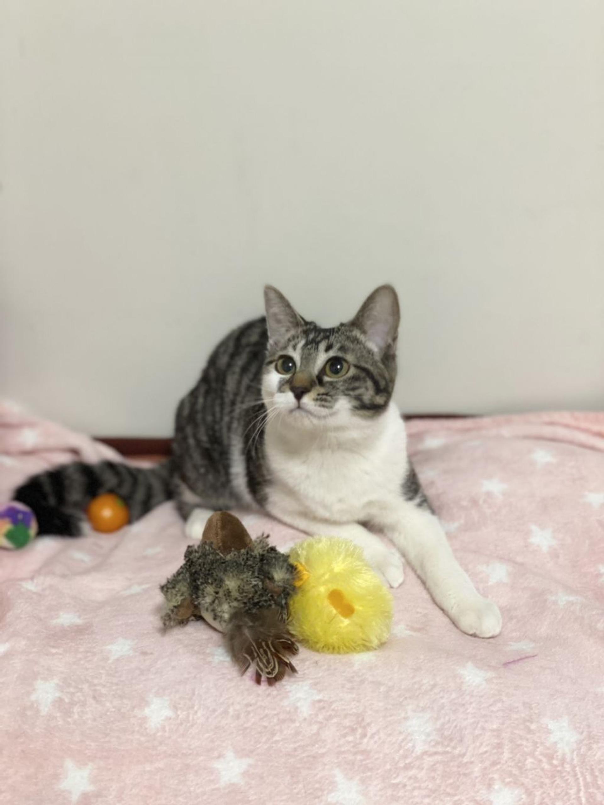 pet-image-3