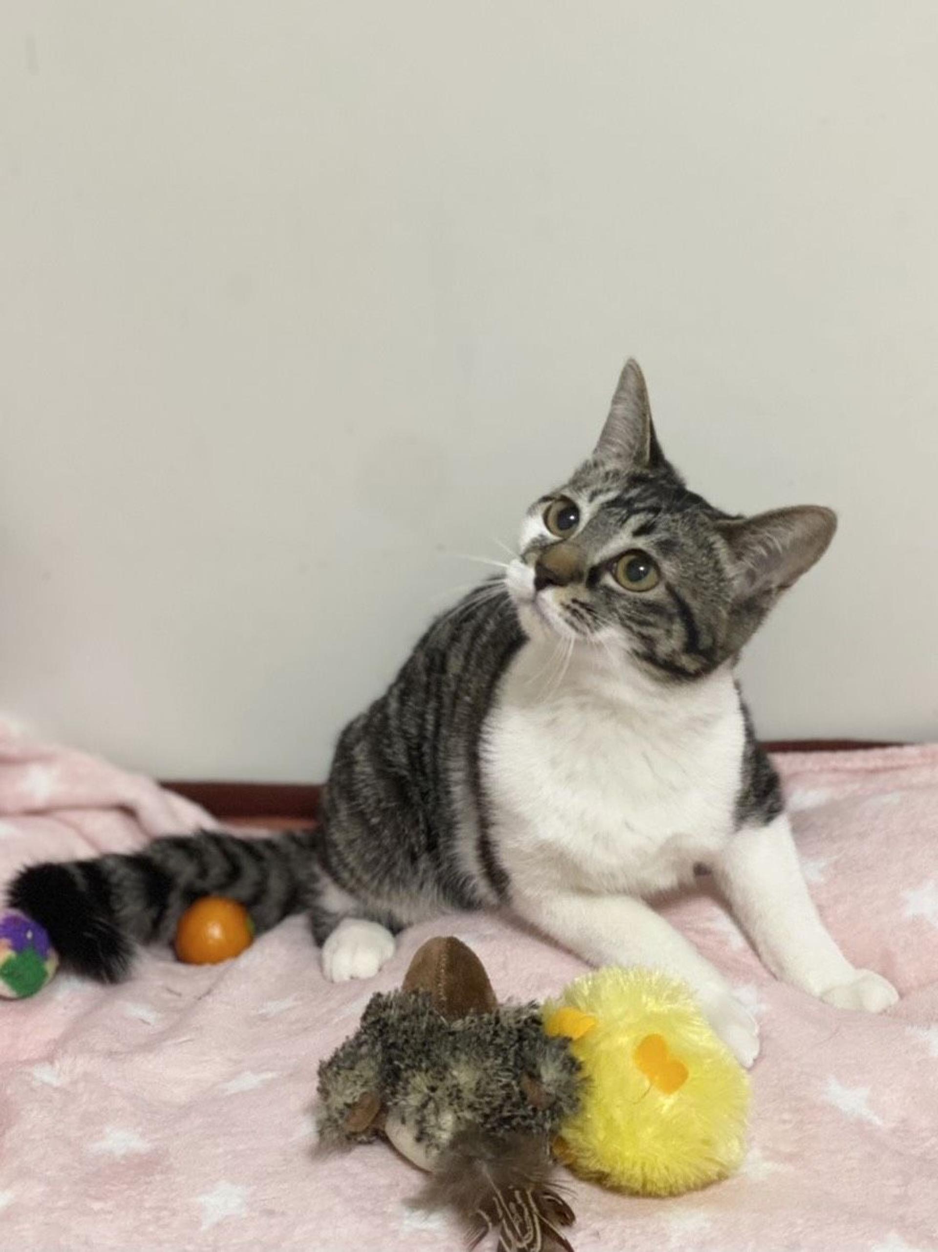 pet-image-4
