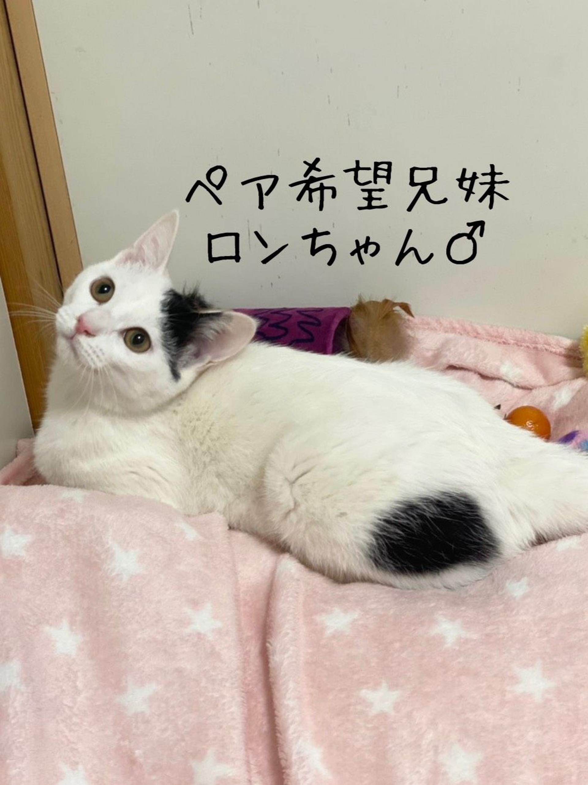 pet-image-6