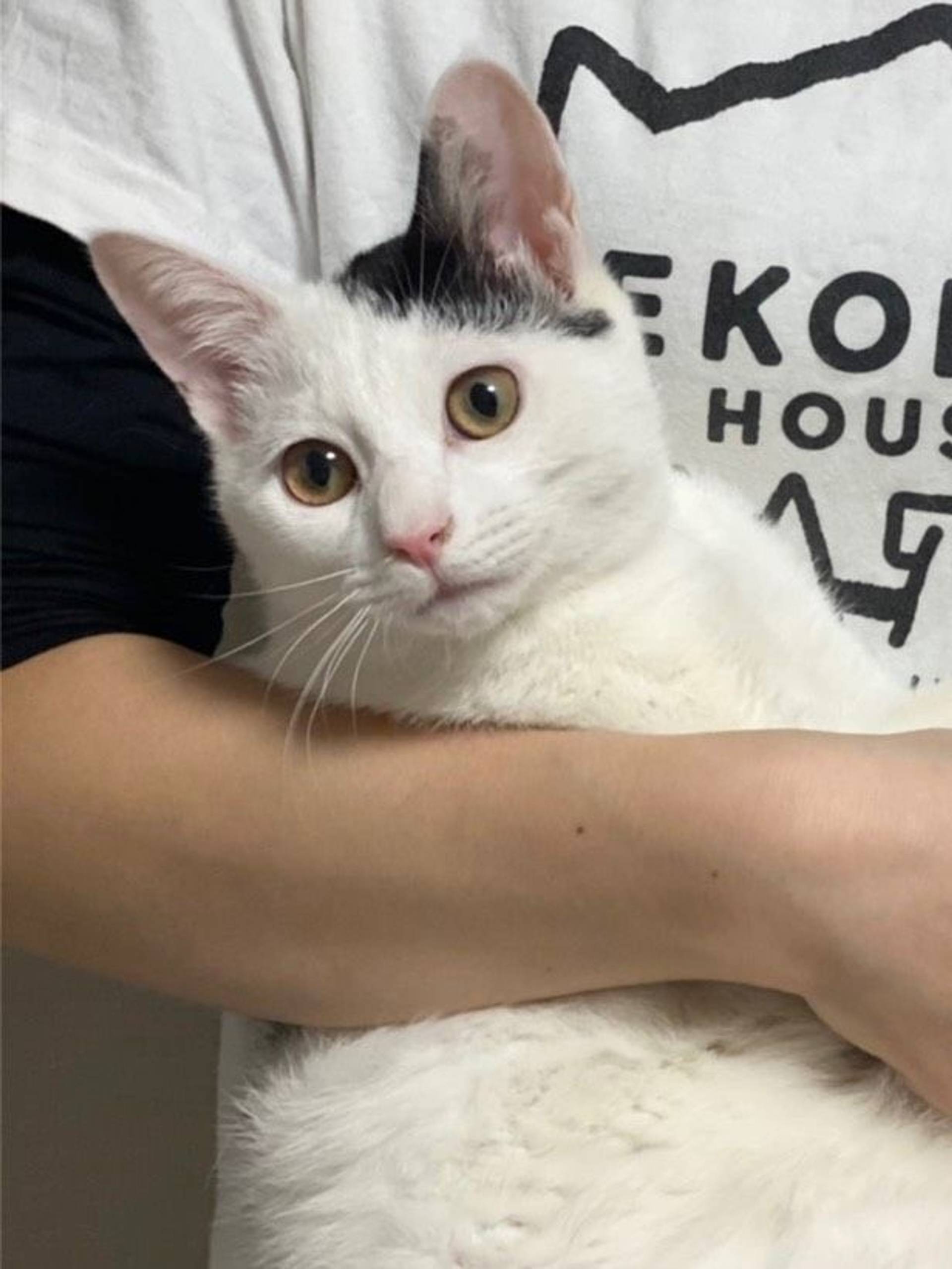 雑種（ミックス猫）・オスの里親募集の写真