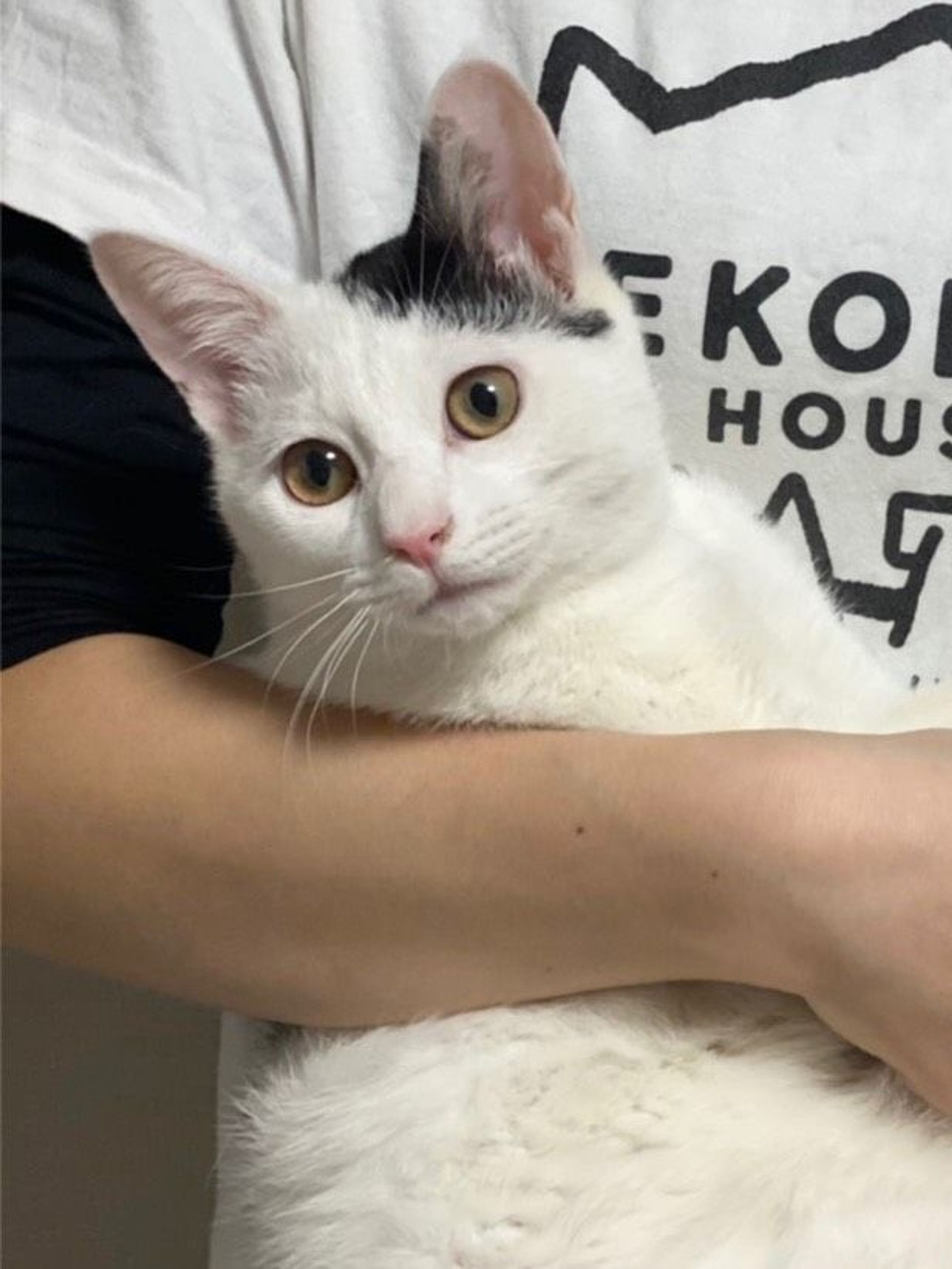雑種（ミックス猫）・オスの里親募集の写真