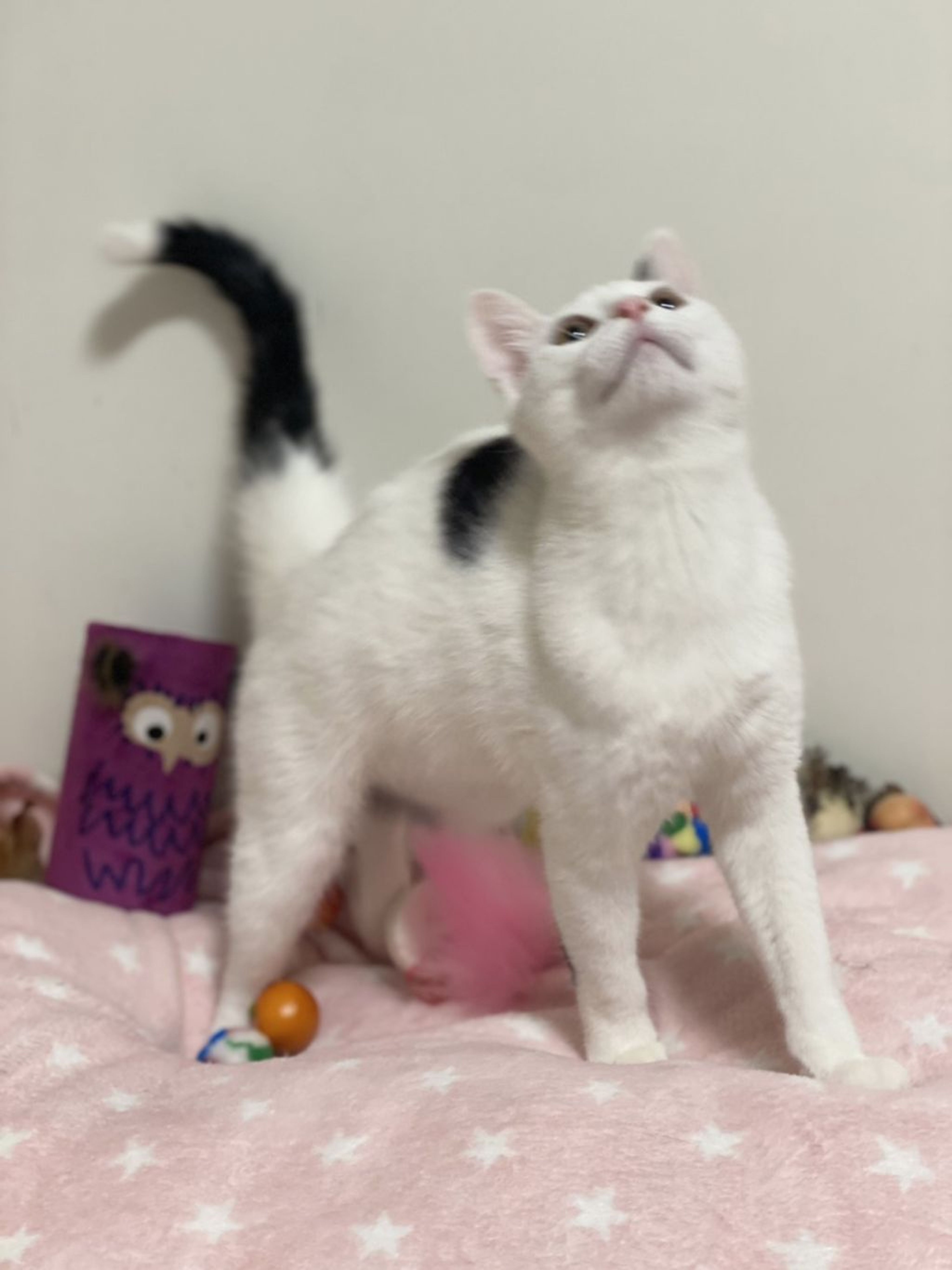 pet-image-4
