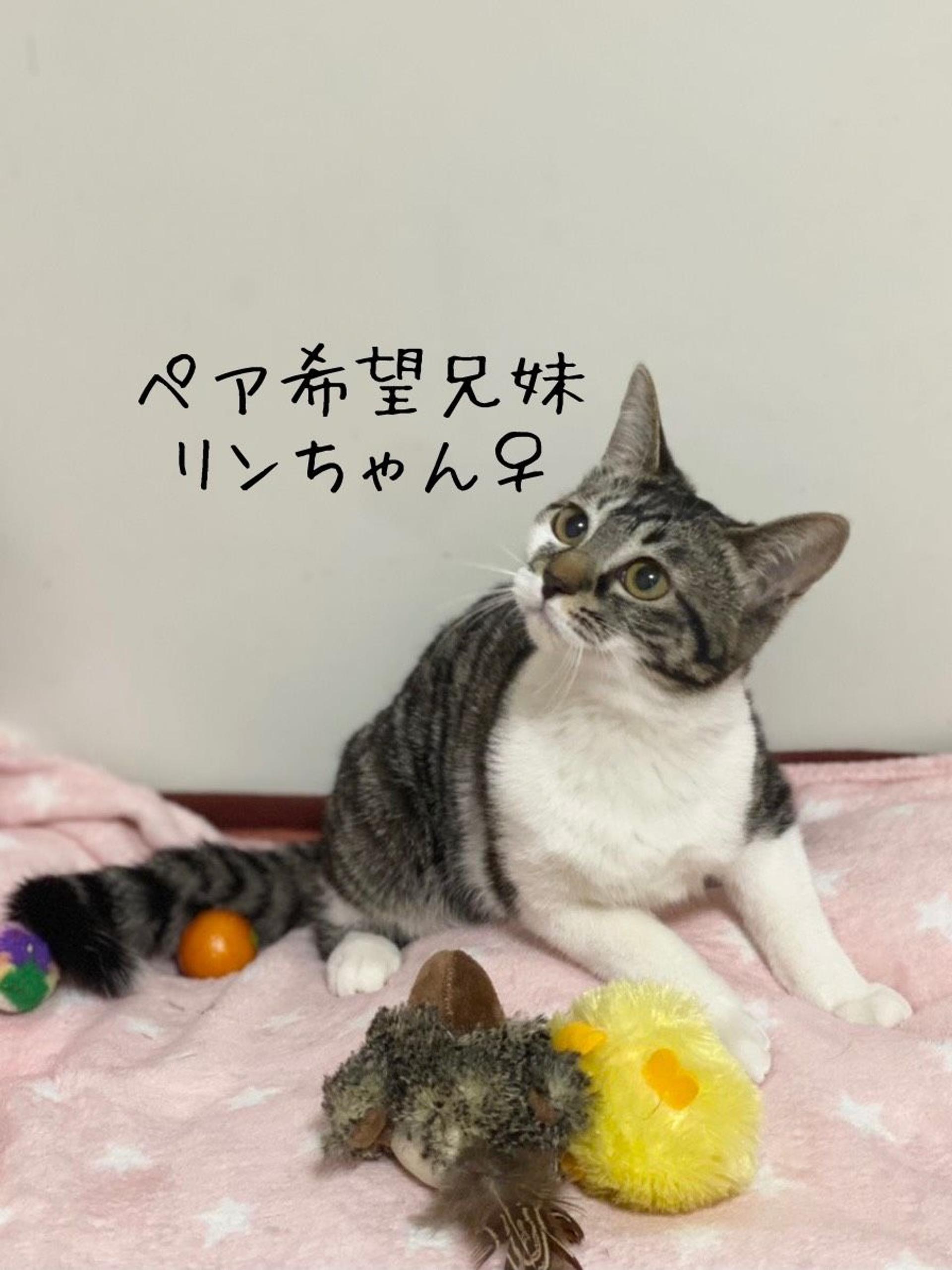 pet-image-5