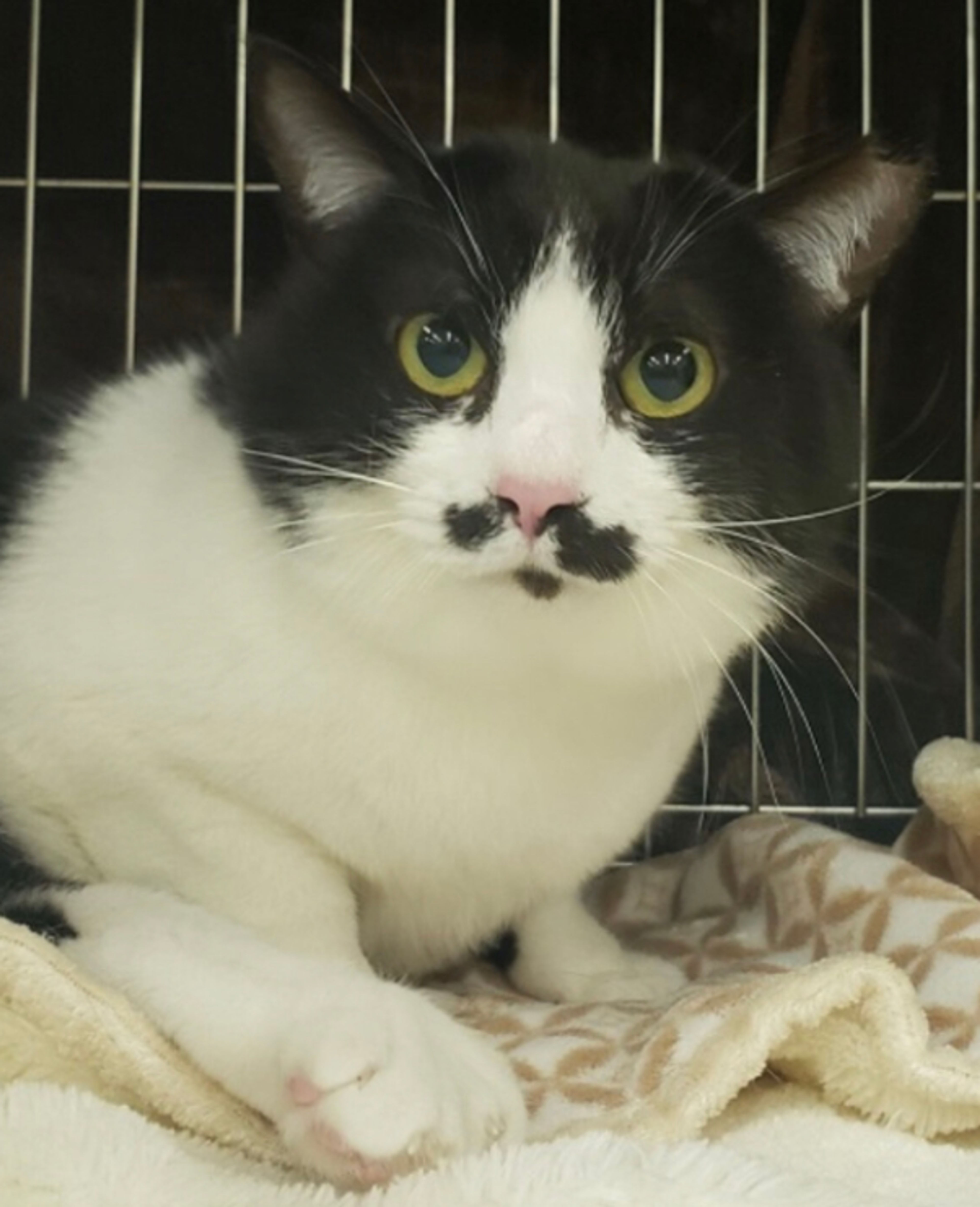 雑種（ミックス猫）・メスの里親募集の写真