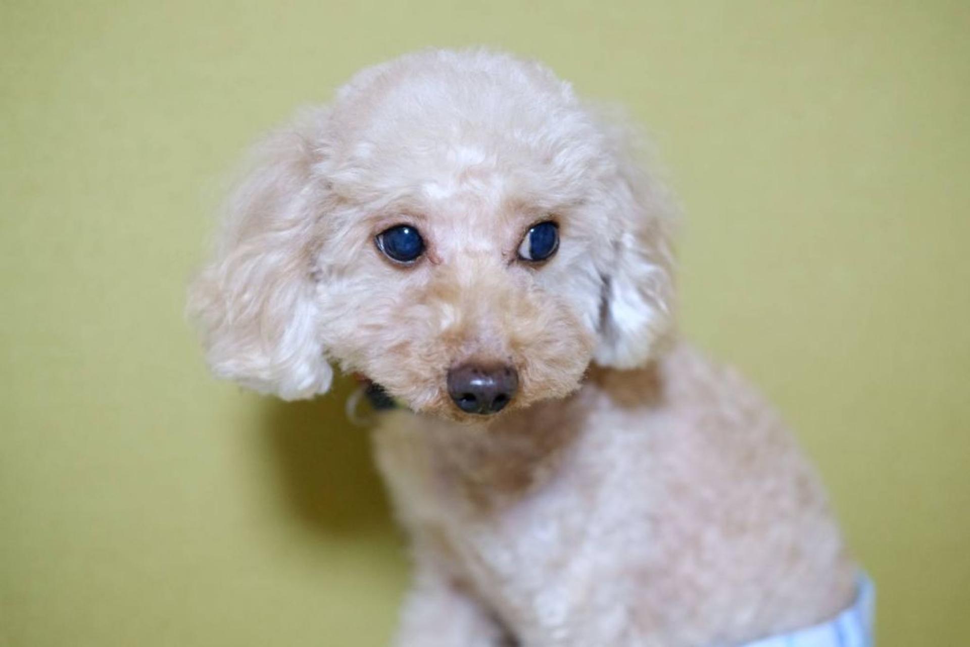 pet-image-2